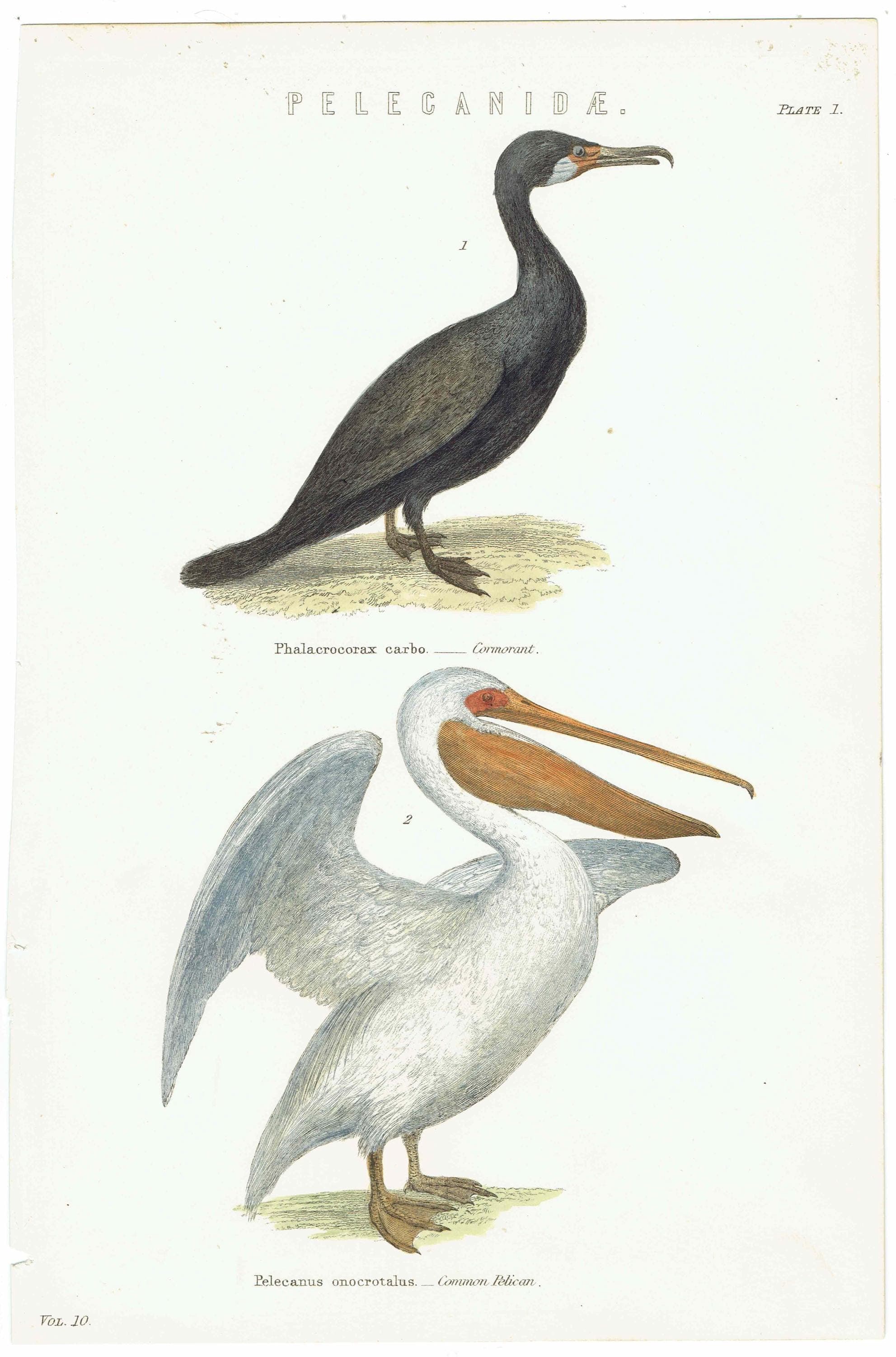 c.1880 Pelecanidae Print - Cormorant & Common Pelican - Hand Coloured Ornithology Art - 9.5 x 6.25 in