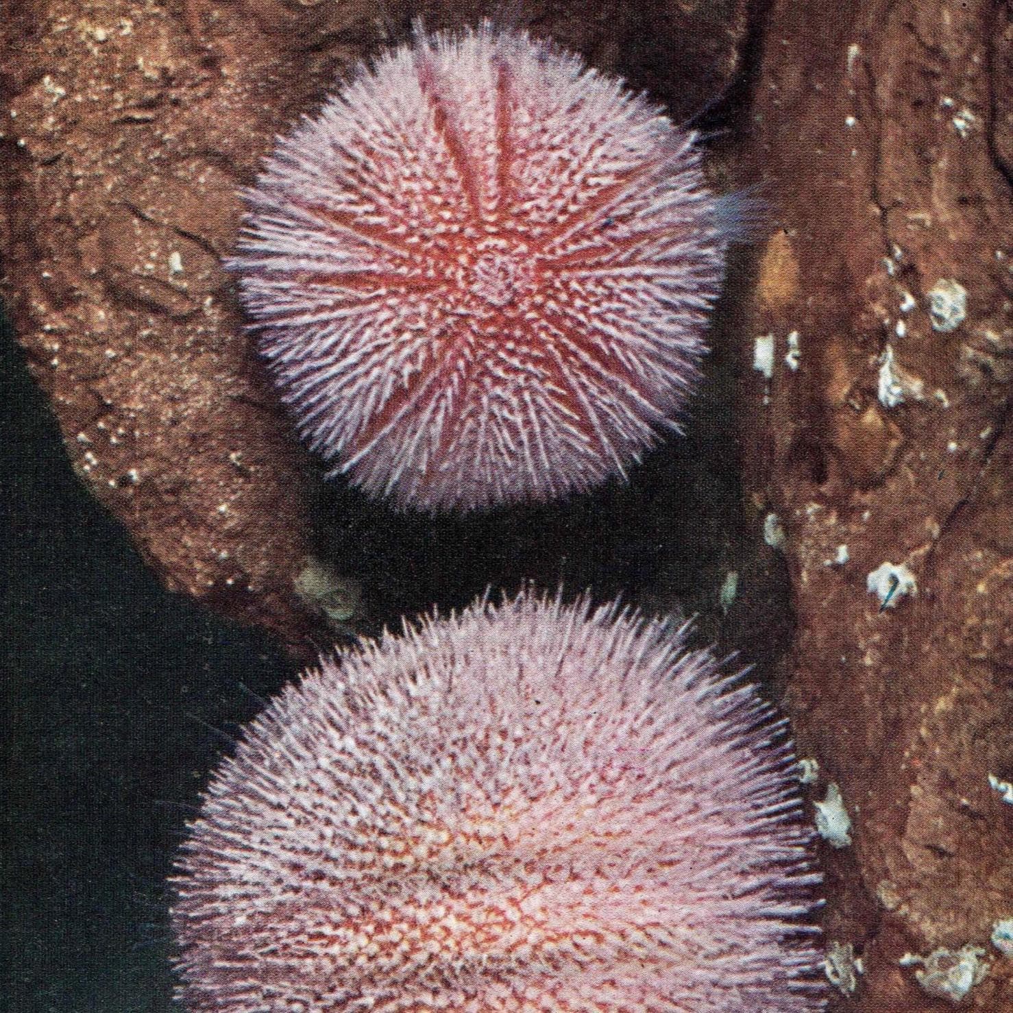 1959 Edible Sea-Urchins and Sea-Hares Print - Marine Biology Specimen Photography - Underwater Scallop Seaweed Study - 5 x 8.25 in