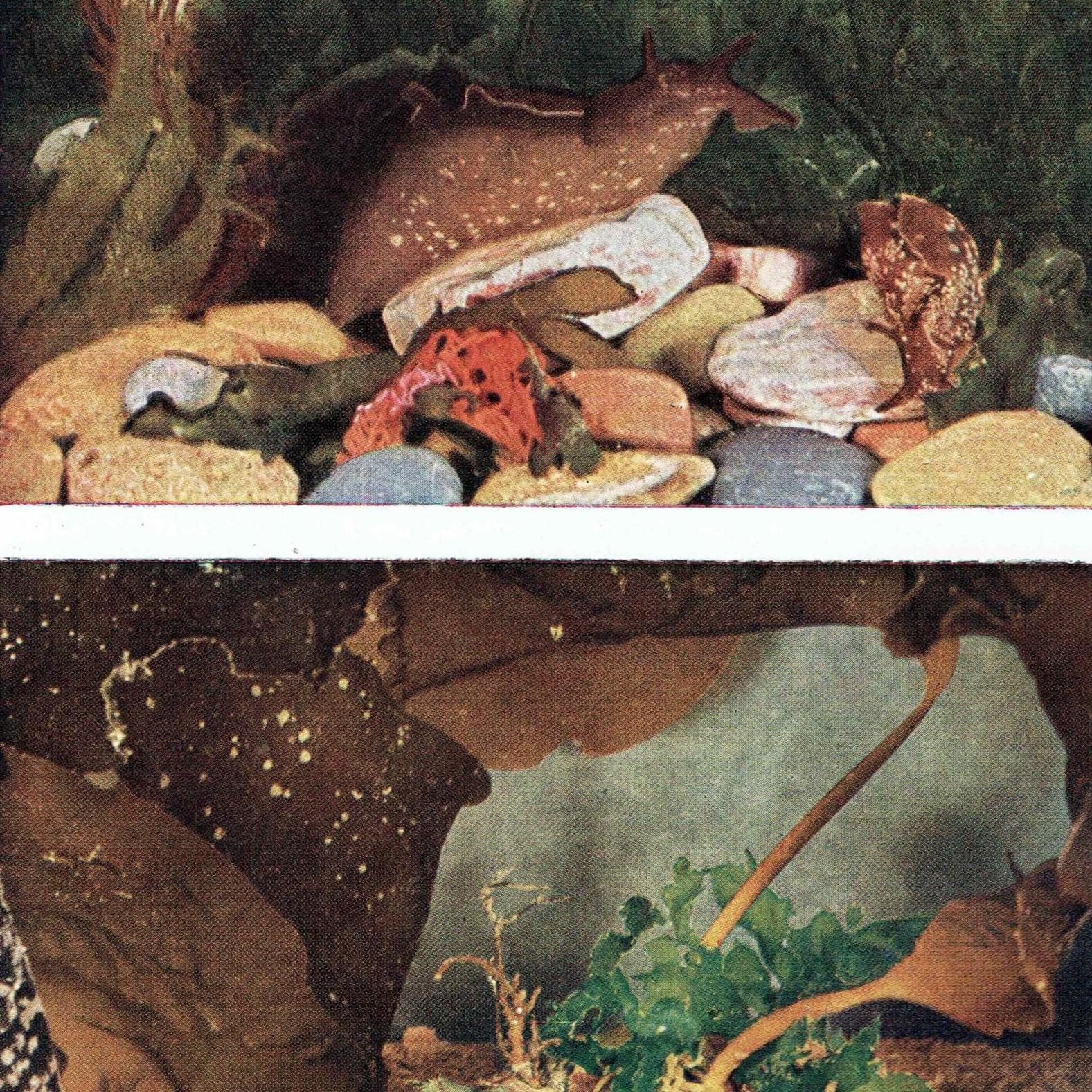 1959 Edible Sea-Urchins and Sea-Hares Print - Marine Biology Specimen Photography - Underwater Scallop Seaweed Study - 5 x 8.25 in - Image 2