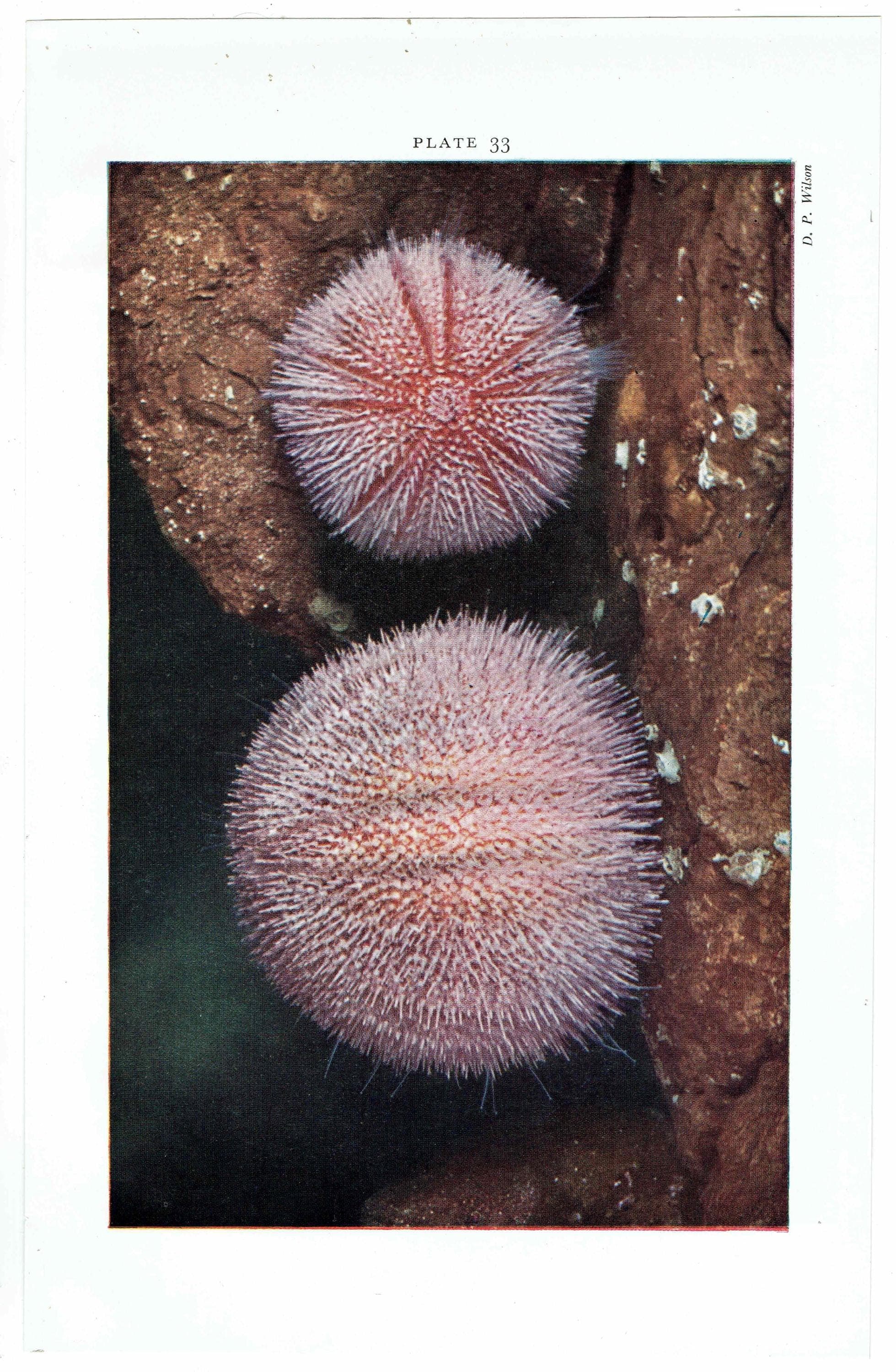 1959 Edible Sea-Urchins and Sea-Hares Print - Marine Biology Specimen Photography - Underwater Scallop Seaweed Study - 5 x 8.25 in - Image 3