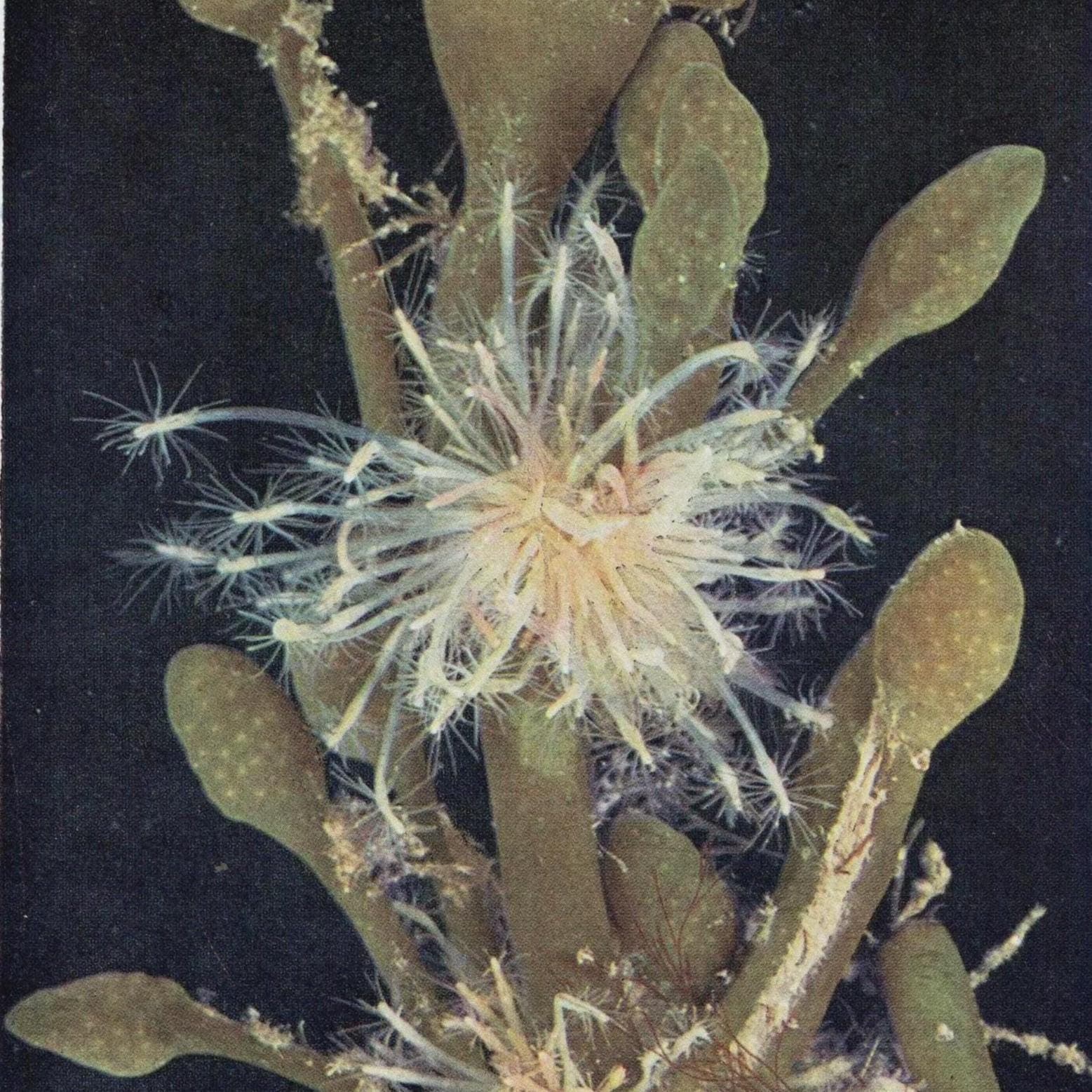 1959 Club-headed Hydroid on Knotted Wrack - Underwater Study - 8.25 x 5.25 in