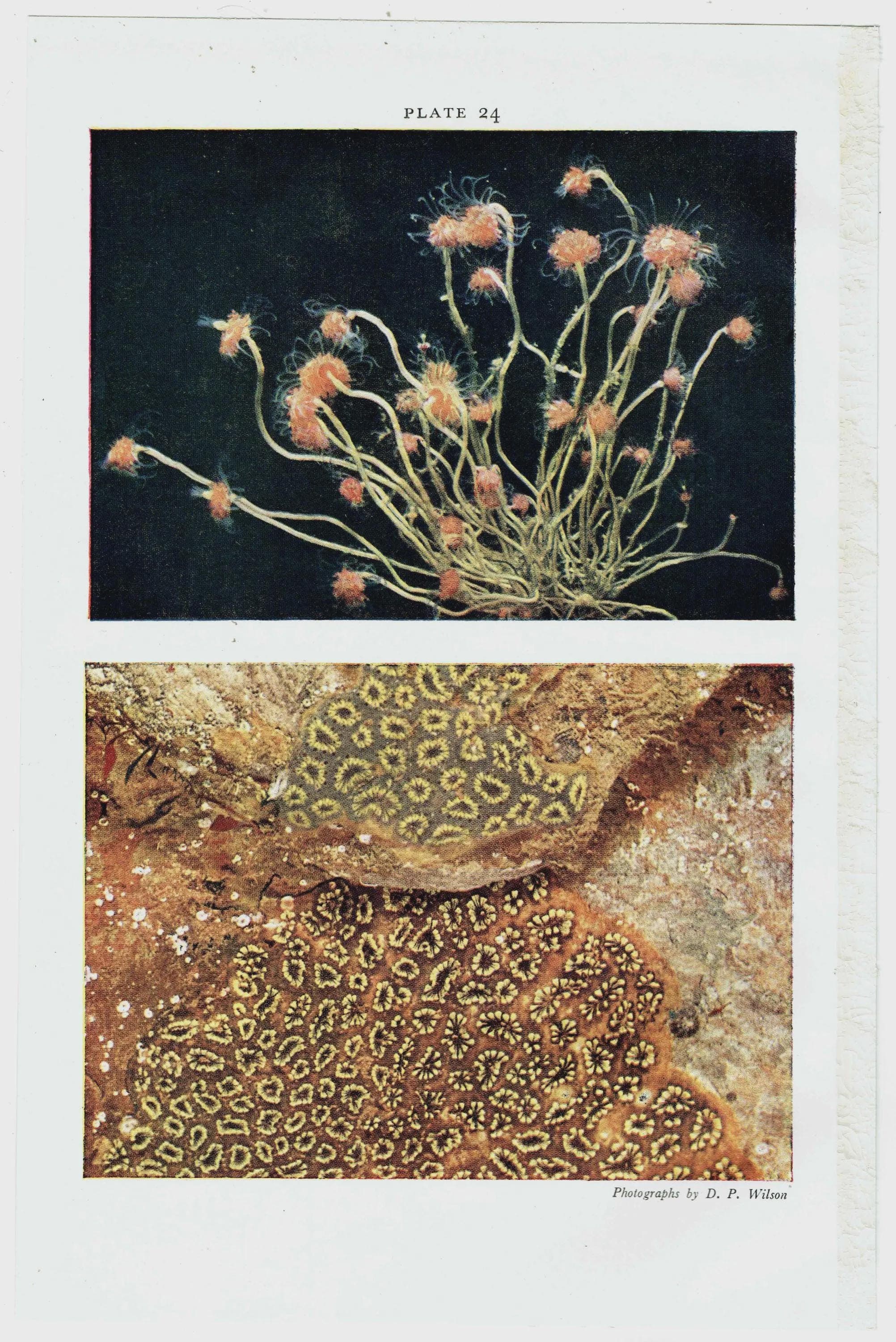 1959 Club-headed Hydroid on Knotted Wrack - Underwater Study - 8.25 x 5.25 in - Image 4