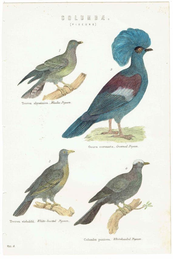 c.1870 Columbae Pigeons Antique Print – Crowned Pigeon White-headed Pigeon – Hand Coloured Ornithology Art – 9.5 x 6.25 in