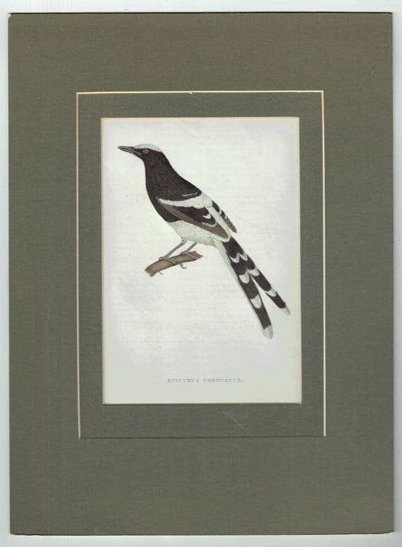 c.1800 Enicurus Coronatus Print – White-crowned Forktail Bird Engraving – Ornithology, Natural History – 8.5 x 5.25 in