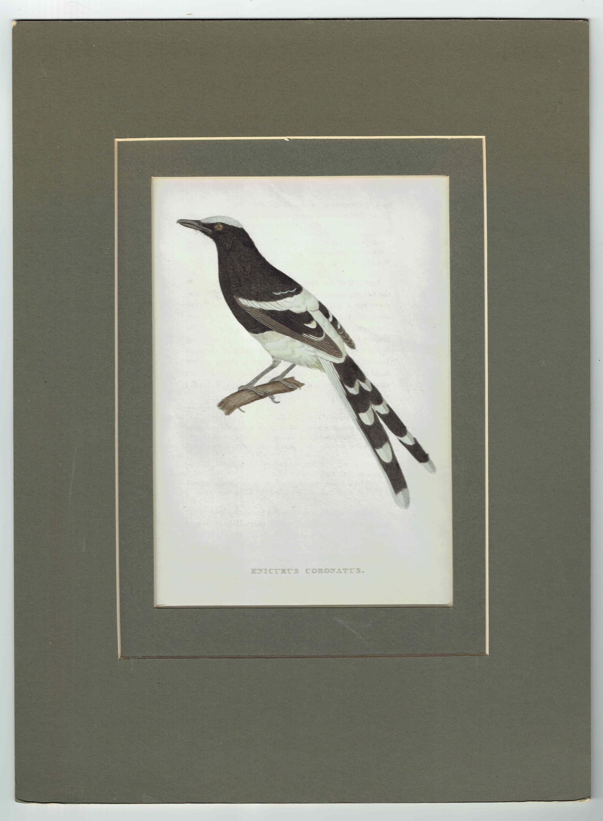c.1800 Enicurus Coronatus Print – White-crowned Forktail Bird Engraving – Ornithology, Natural History – 8.5 x 5.25 in