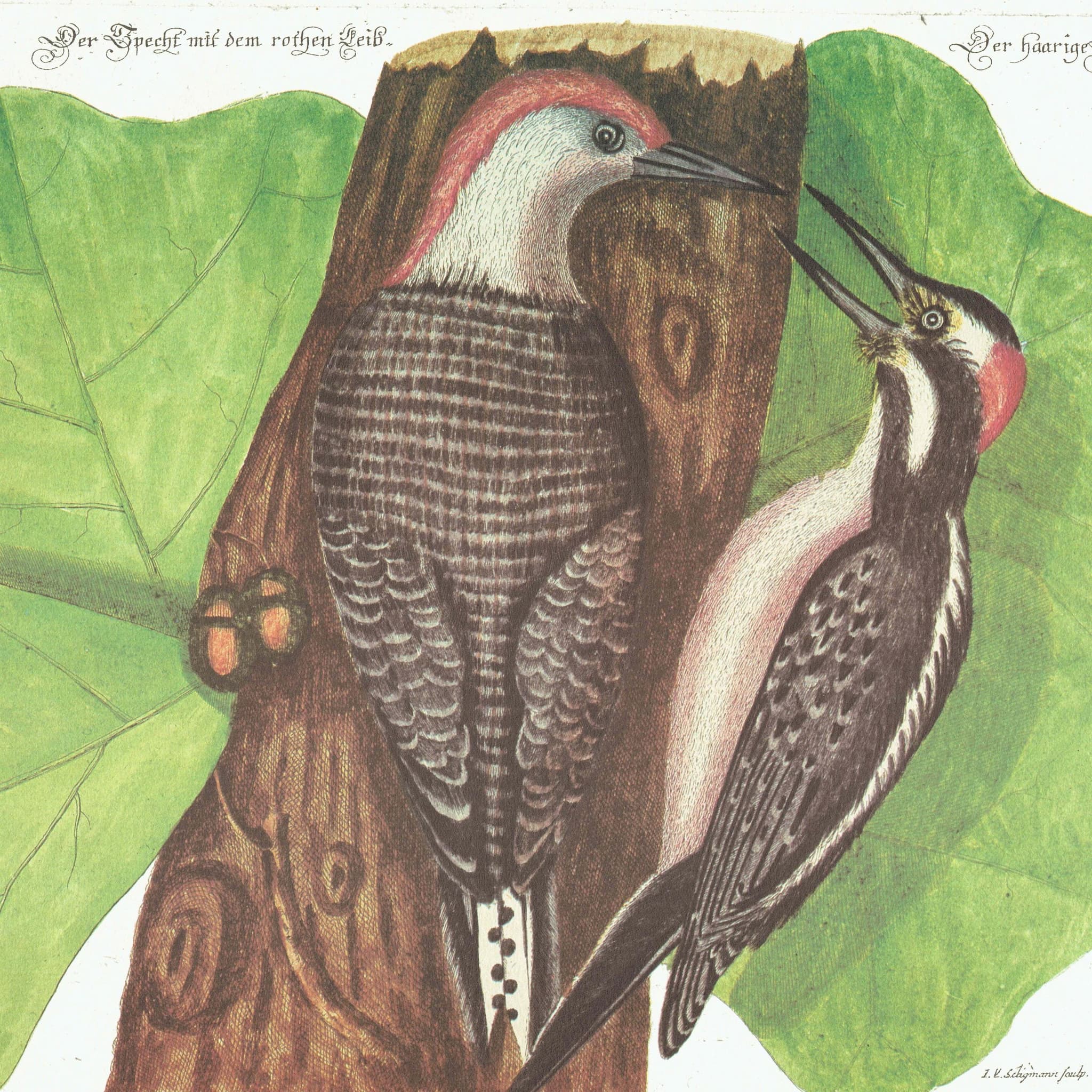 1976 Red Bellied Woodpecker Original Vintage Print from Natural History c.1768 - Mark Catesby-Seligmann - Ornithology Bird - 11.75 x 17.5 in