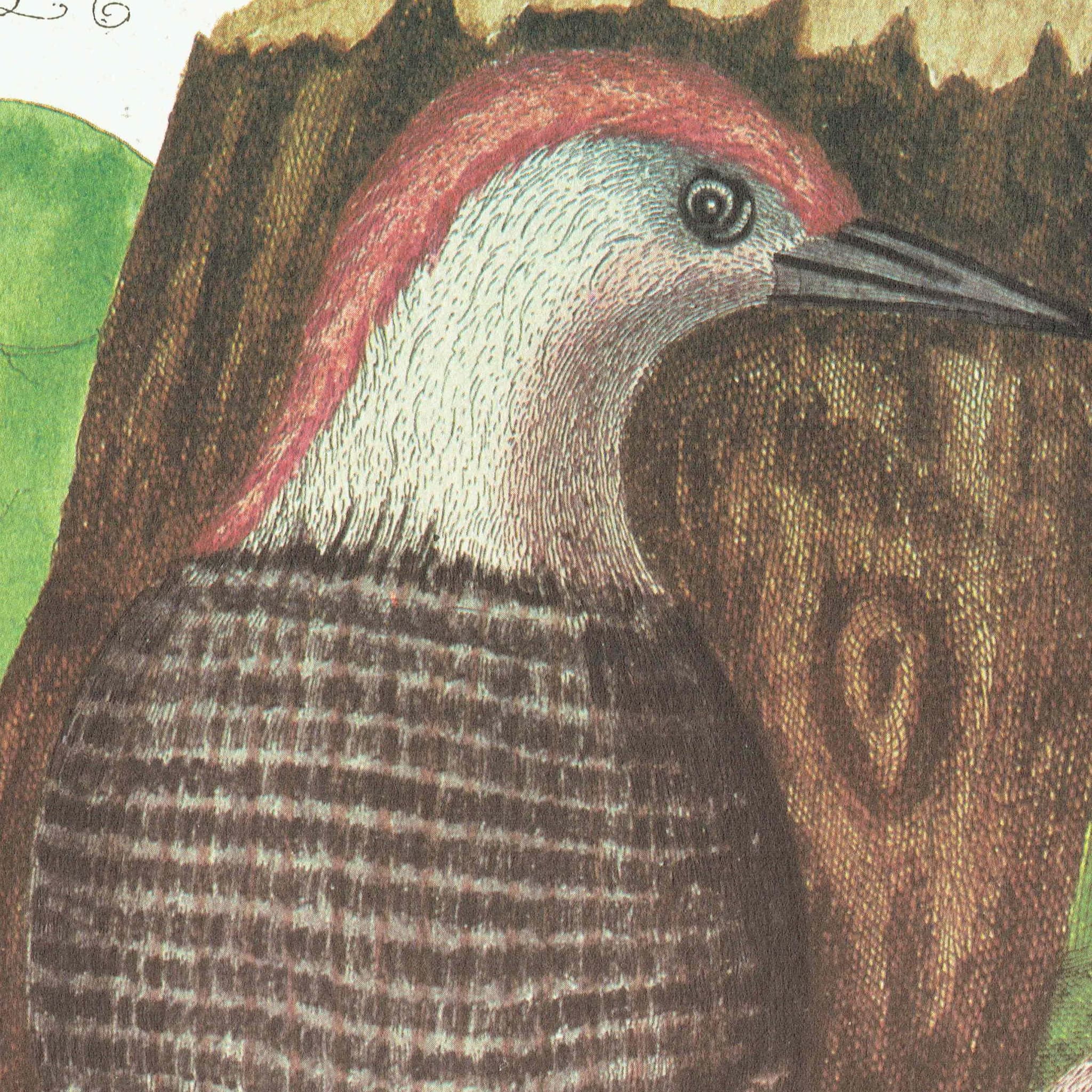 1976 Red Bellied Woodpecker Original Vintage Print from Natural History c.1768 - Mark Catesby-Seligmann - Ornithology Bird - 11.75 x 17.5 in - Image 4