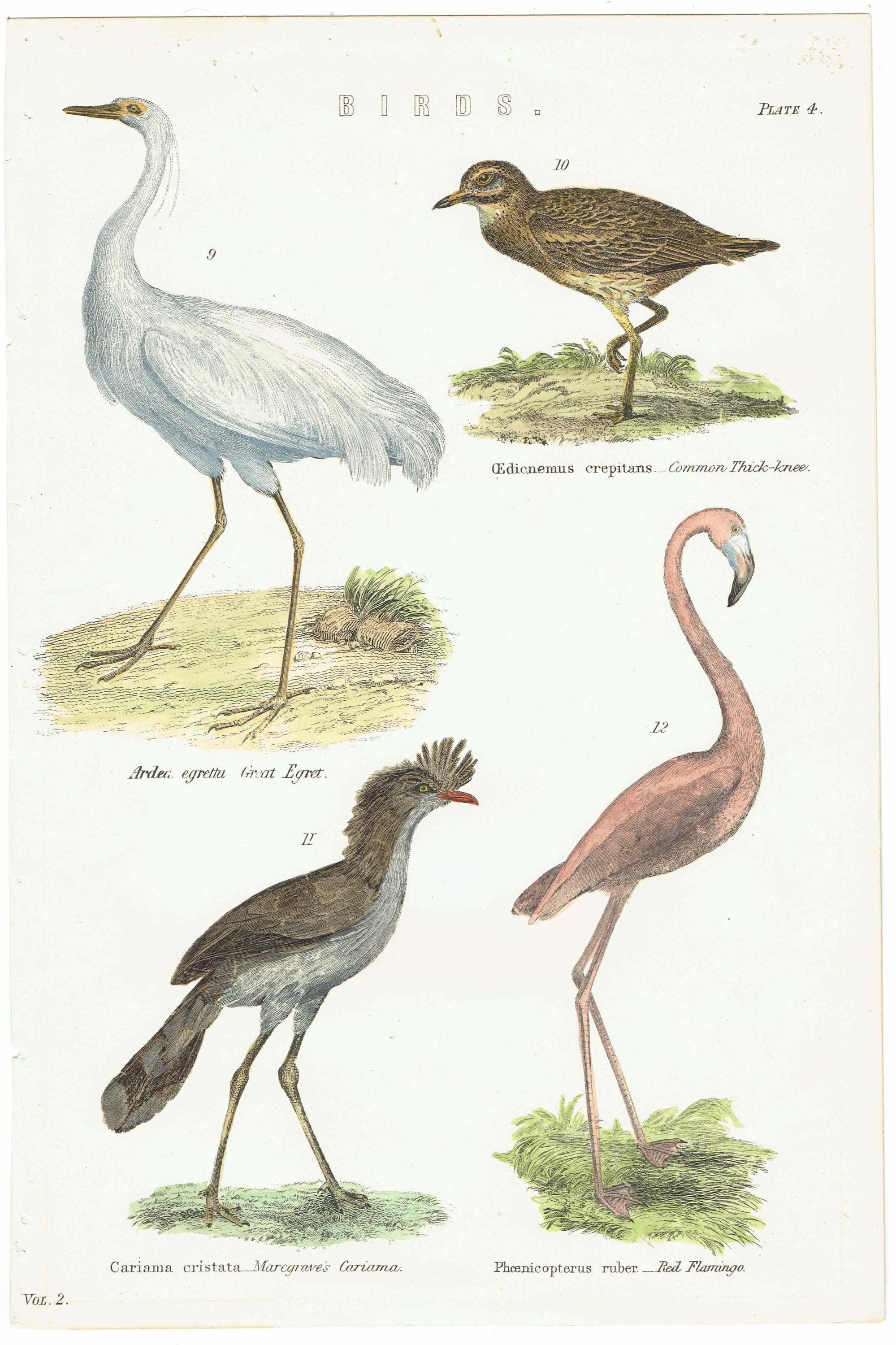 c.1880 Great Egret Common Thick-knee Cariama Flamingo Birds Print - Hand Coloured Ornithology - 9.5 x 6.5 in