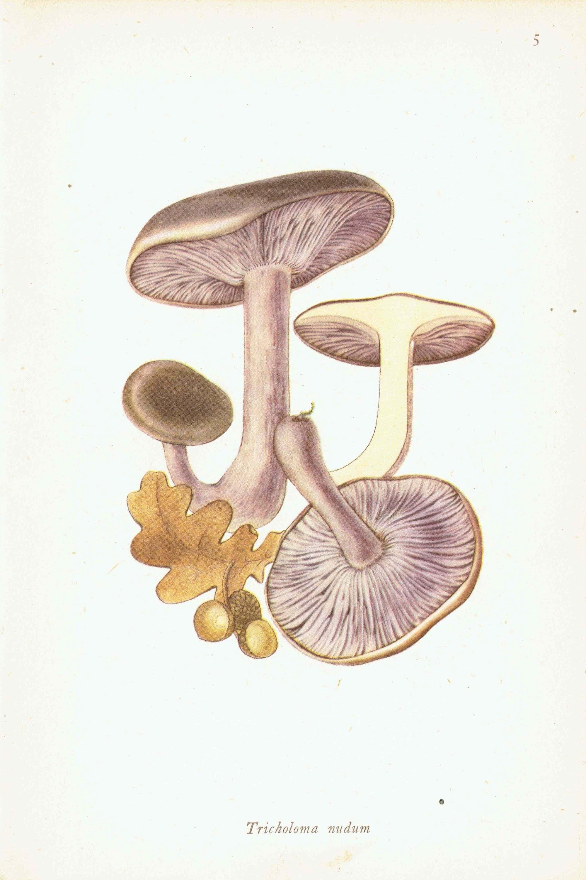 1943 Wood Blewit & St George's Mushroom - Original Vintage Print By Ellenby - Ramsbottom Edible Fungi Mycology Study - 4.5 x 6.5 in - Image 3