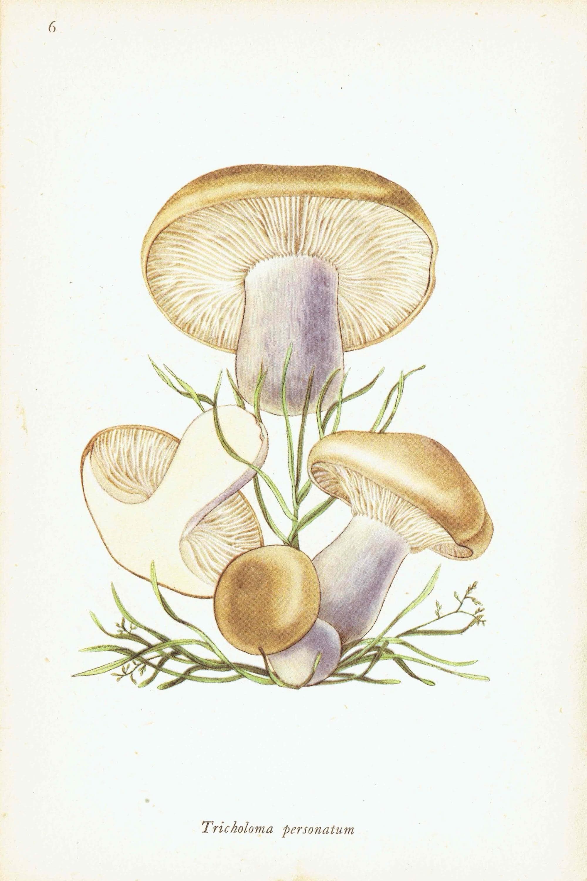 1943 Wood Blewit & St George's Mushroom - Original Vintage Print By Ellenby - Ramsbottom Edible Fungi Mycology Study - 4.5 x 6.5 in - Image 6