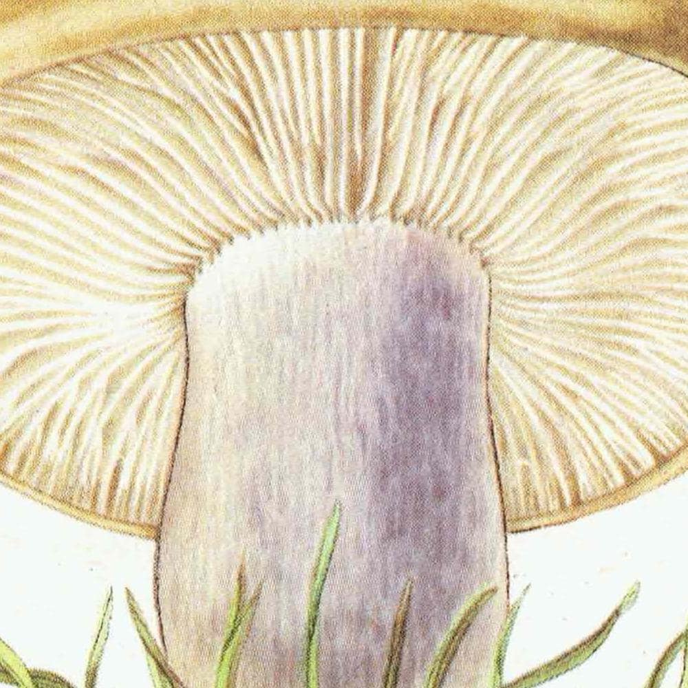 1943 Wood Blewit & St George's Mushroom - Original Vintage Print By Ellenby - Ramsbottom Edible Fungi Mycology Study - 4.5 x 6.5 in - Image 7