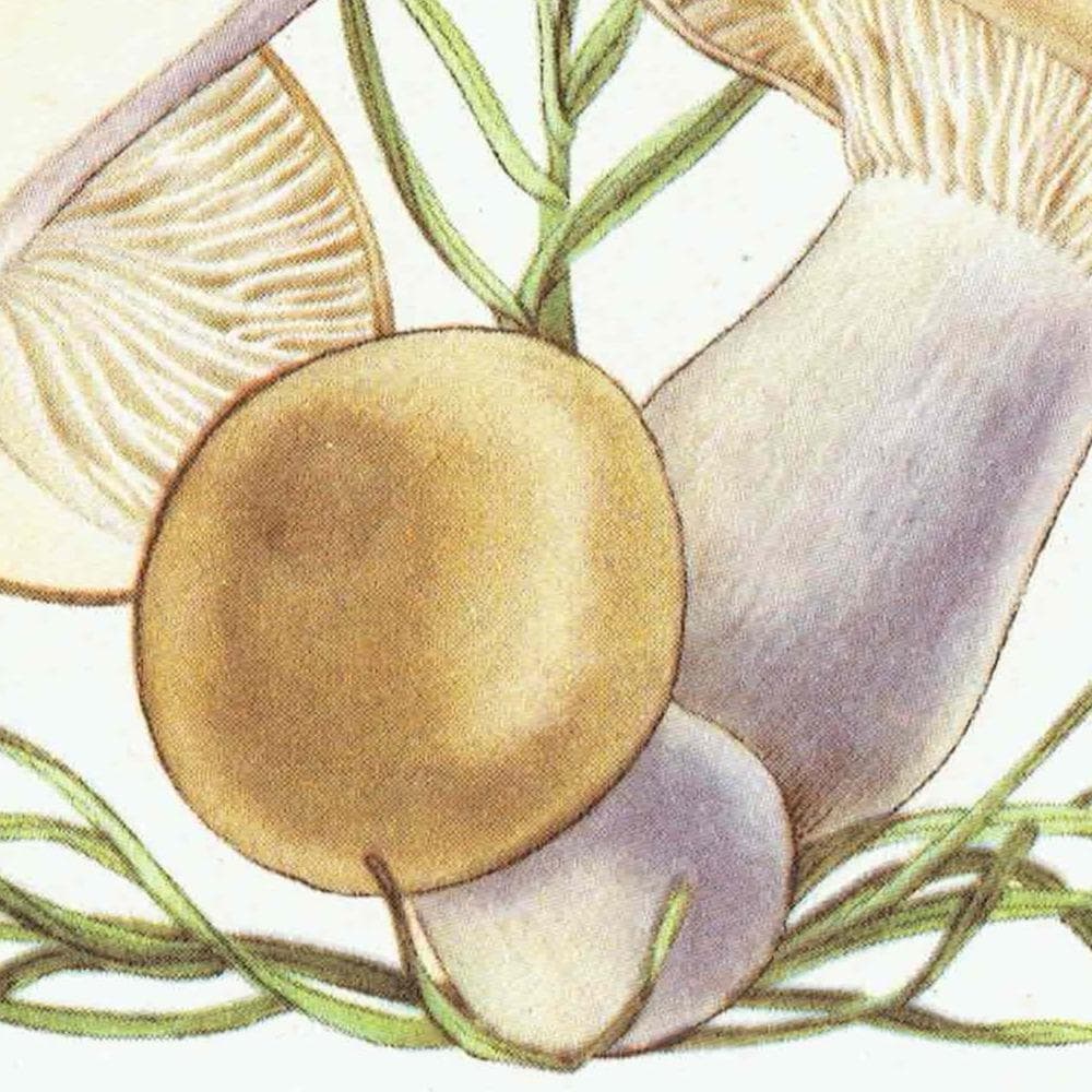 1943 Wood Blewit & St George's Mushroom - Original Vintage Print By Ellenby - Ramsbottom Edible Fungi Mycology Study - 4.5 x 6.5 in - Image 8