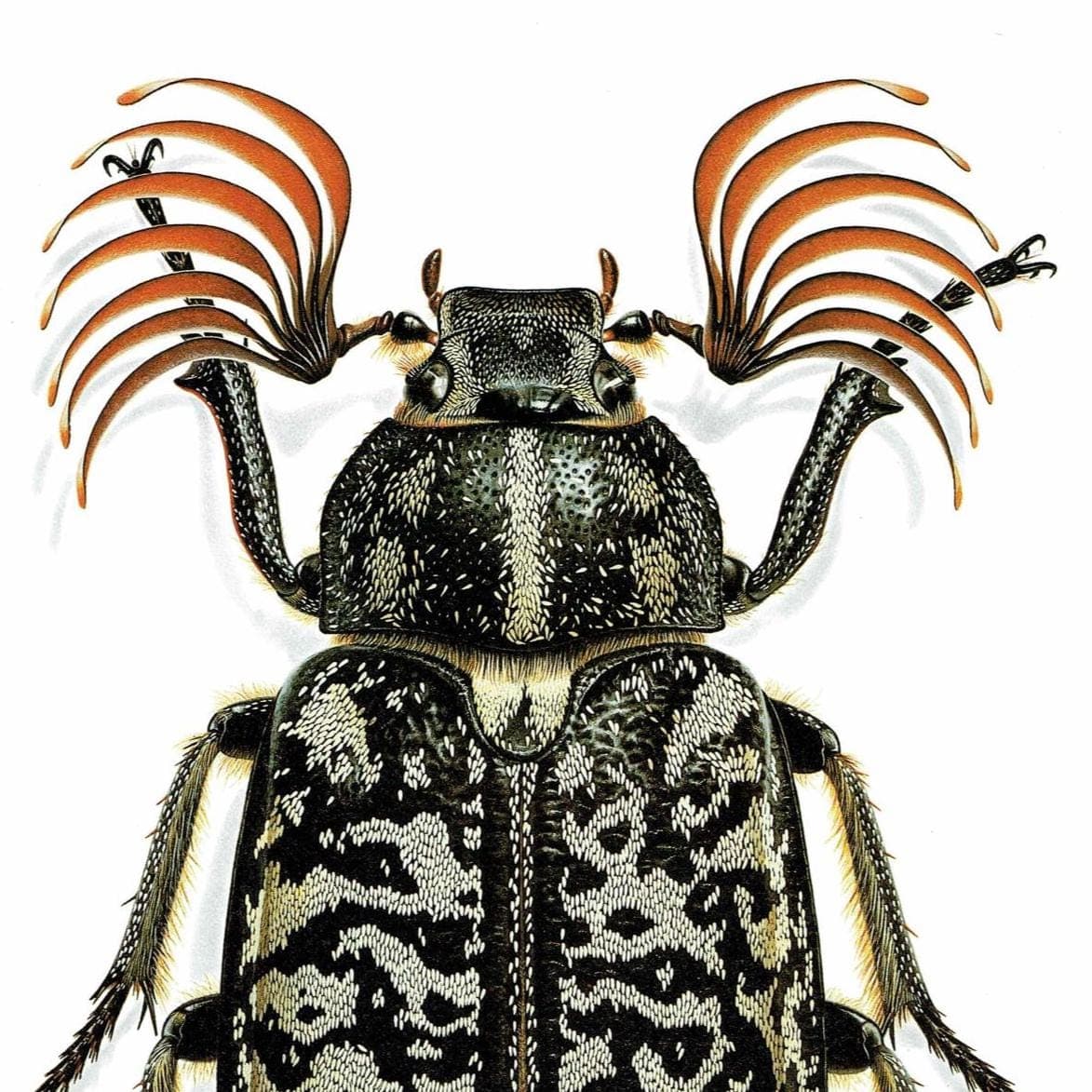 1986 Tanner Beetle Polyphylla Fullo Print - Durin Bernard Scientific Illustration- Linnaeus Entomology  - 11 x 13 in - Image 4