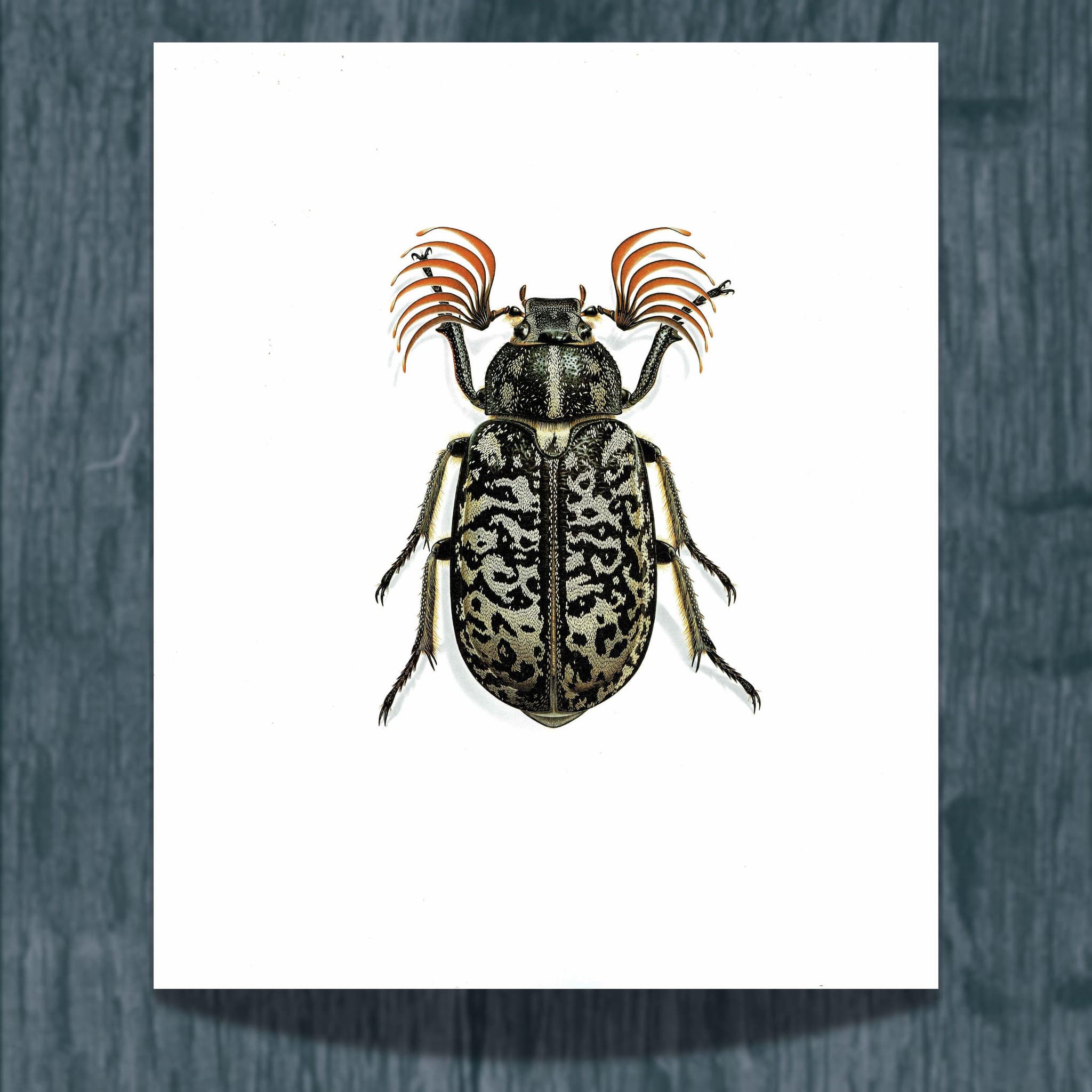 1986 Tanner Beetle Polyphylla Fullo Print - Durin Bernard Scientific Illustration- Linnaeus Entomology  - 11 x 13 in
