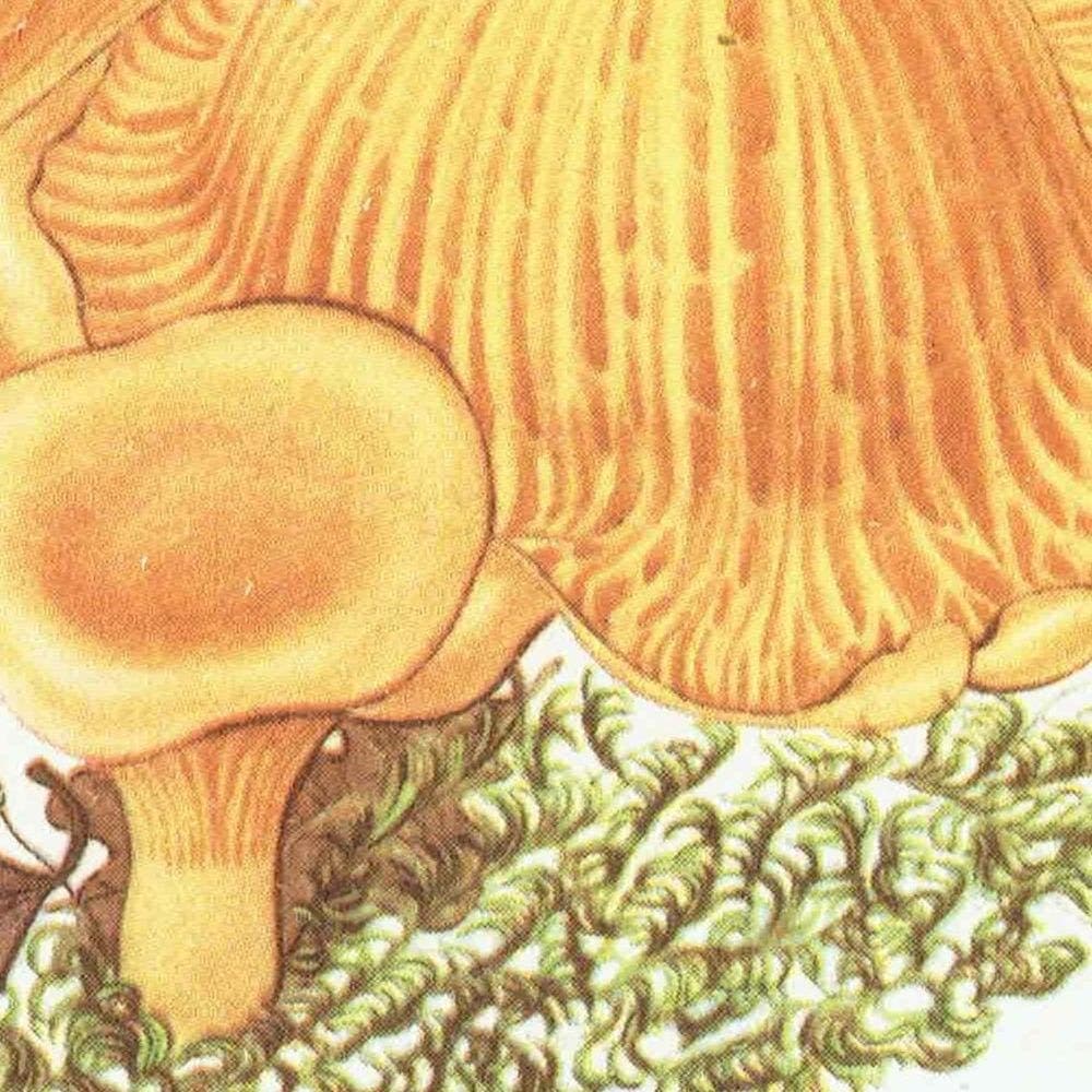 1943 Chanterelle & Field Mushroom Print – Vintage Botanical Illustration - Image 5