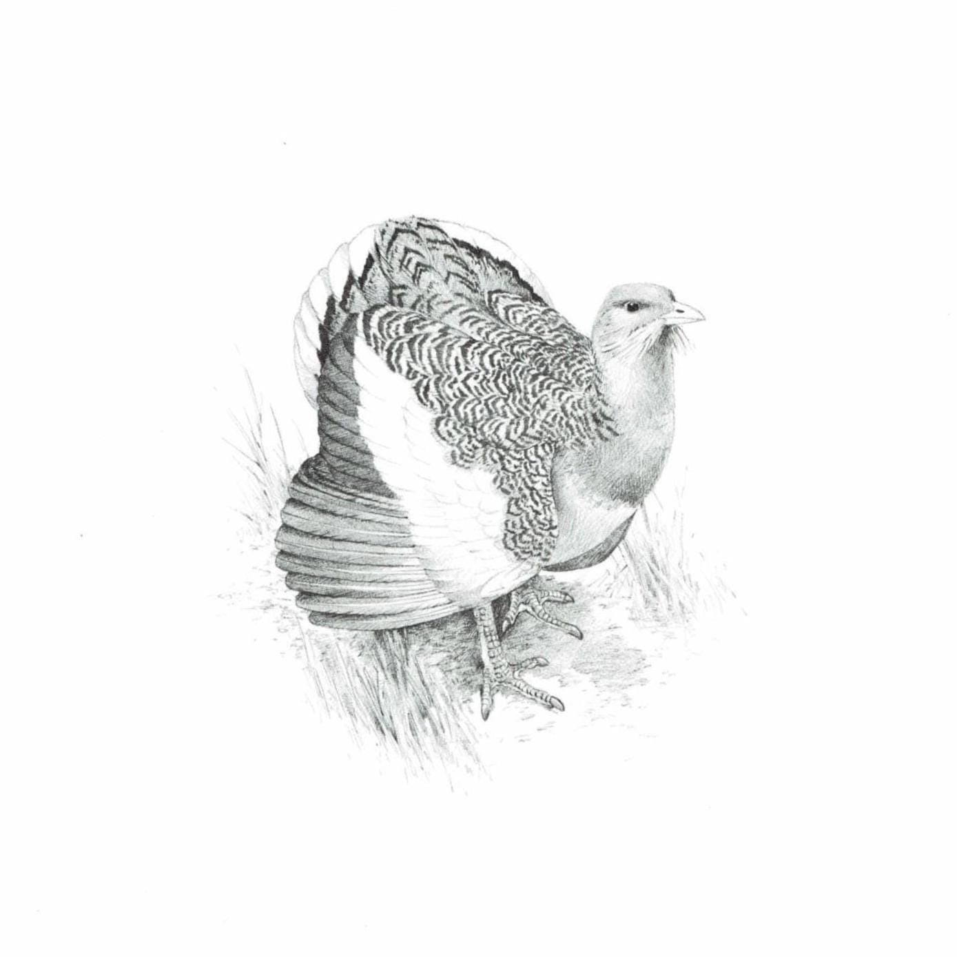 1981 Great Bustard Game Birds Print - Maurice Pledger - Vintage Wildlife Art - Ornithology - 11.5 x 16.5 in - Image 2