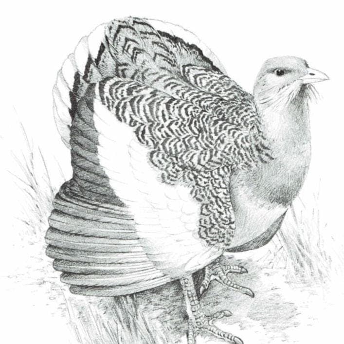 1981 Great Bustard Game Birds Print - Maurice Pledger - Vintage Wildlife Art - Ornithology - 11.5 x 16.5 in - Image 4