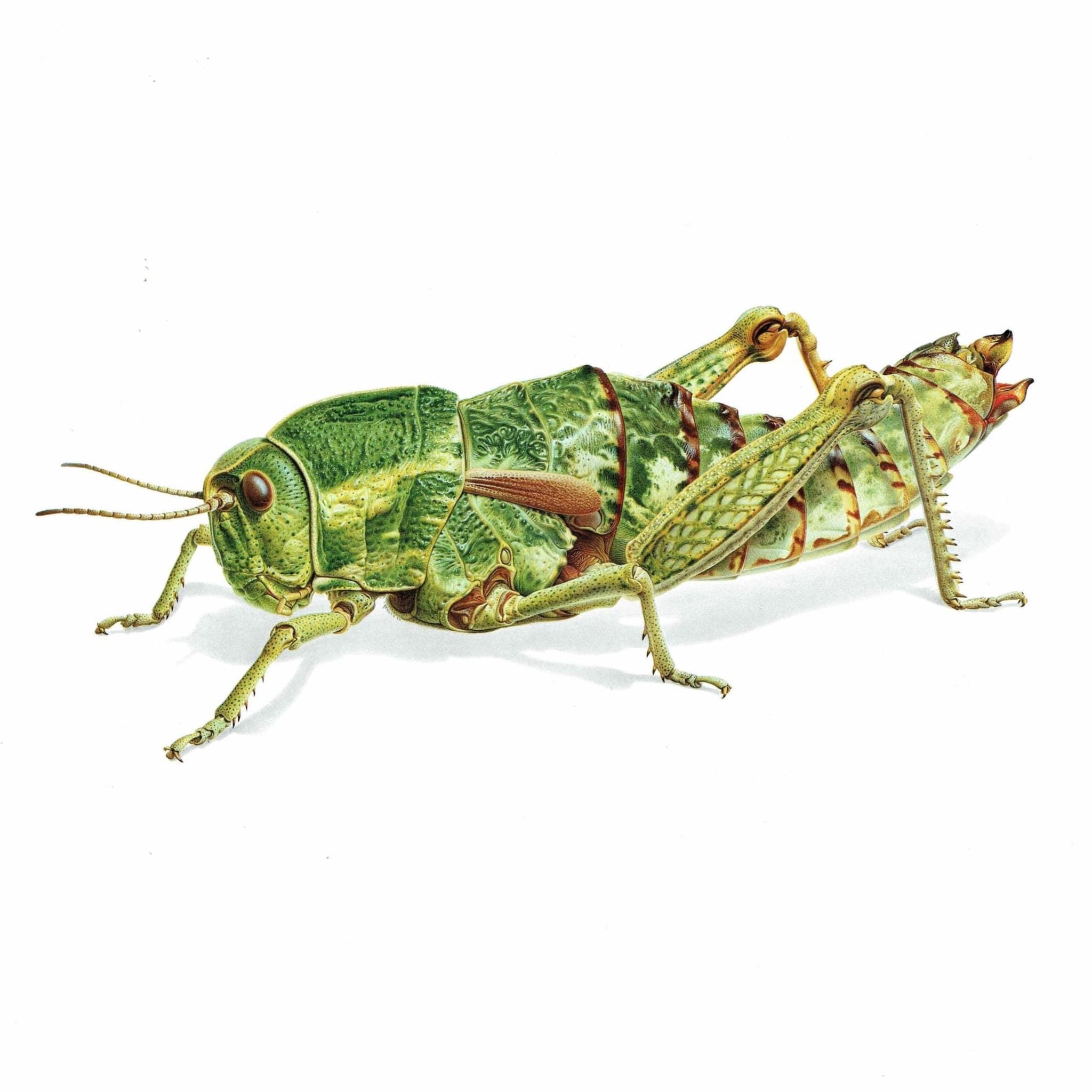 1986 Elephant Grasshopper Pamphagus Elephas Print - Durin Bernard Les Insectes Scientific Illustration - Linnaeus Entomology - 11 x 13 in