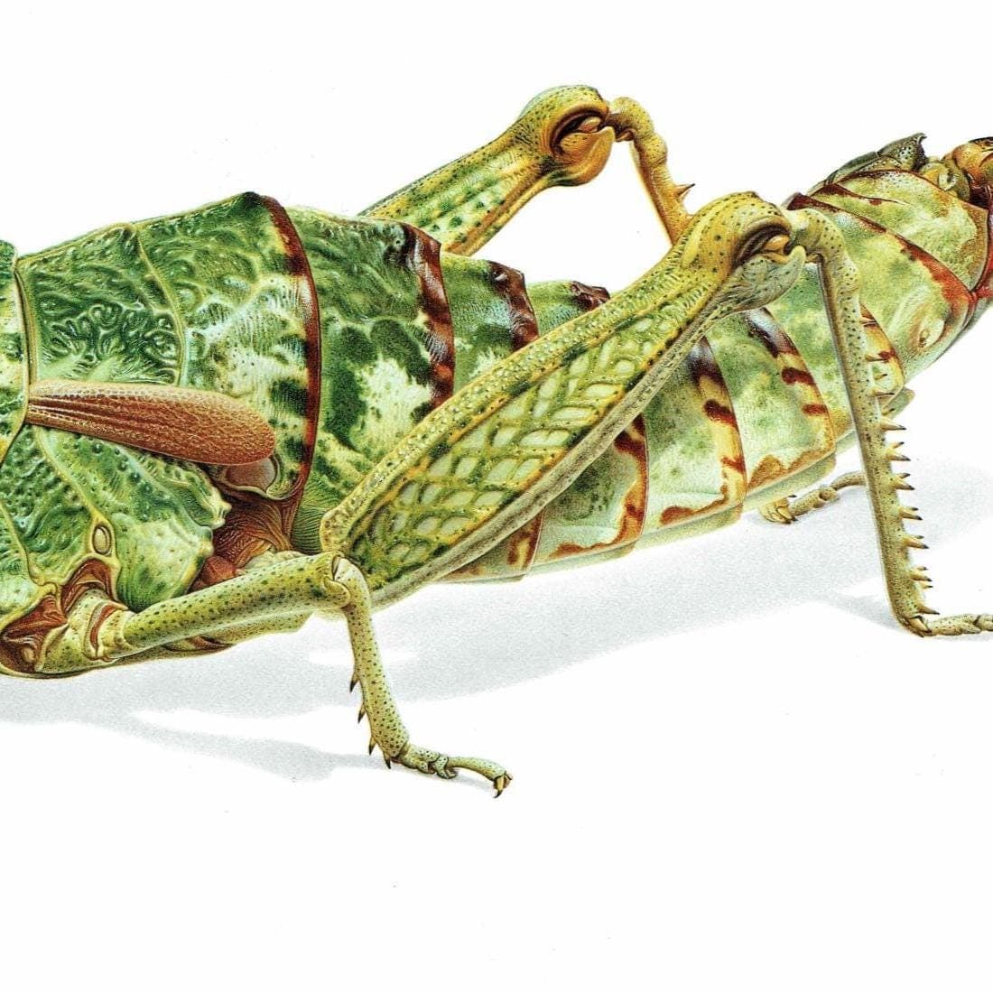 1986 Elephant Grasshopper Pamphagus Elephas Print - Durin Bernard Les Insectes Scientific Illustration - Linnaeus Entomology - 11 x 13 in - Image 5