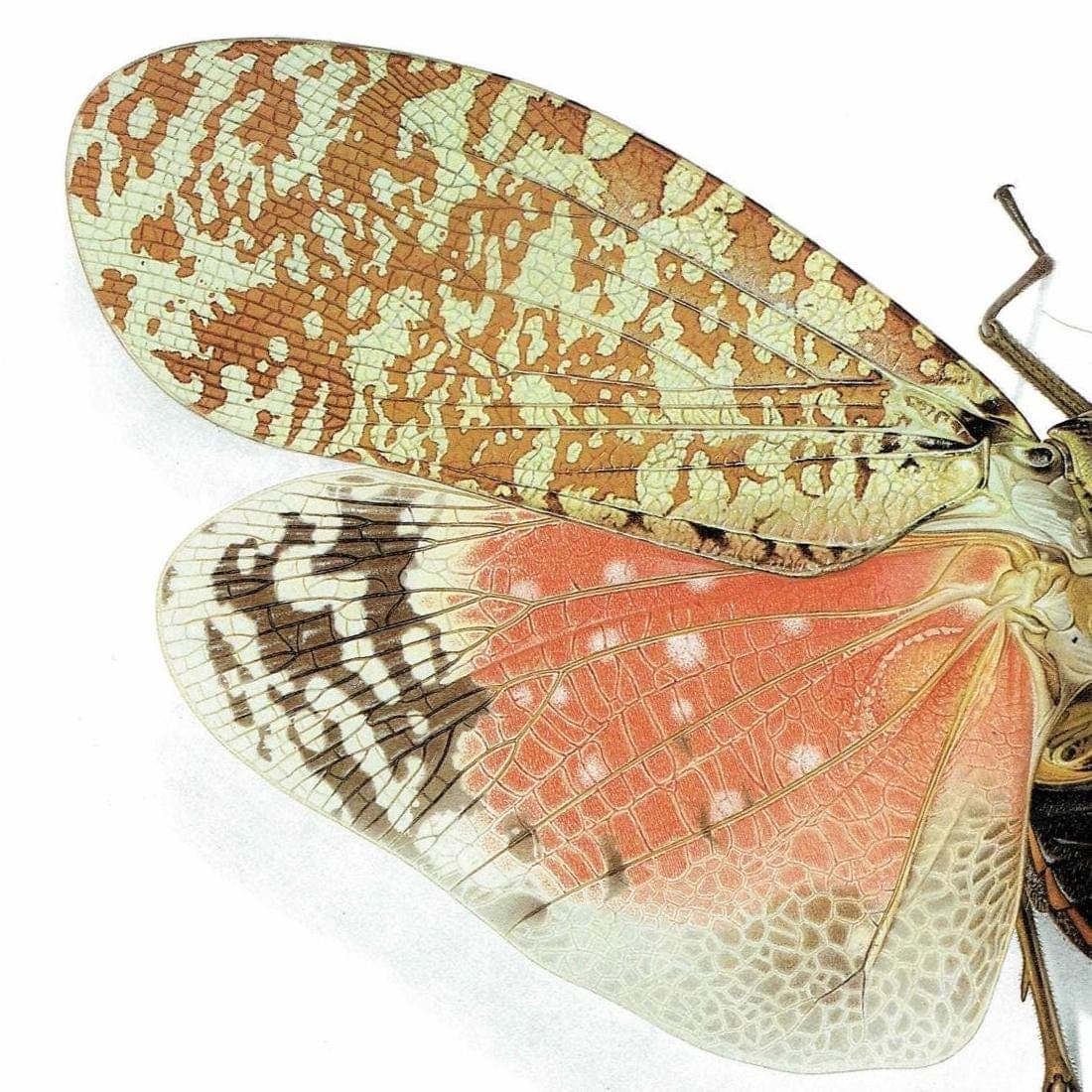 1986 Crowned Lanternfly Phrictus Diadema Print - Durin Bernard Les Insectes Scientific Illustration - Linnaeus Entomology - 11 x 13 in - Image 4