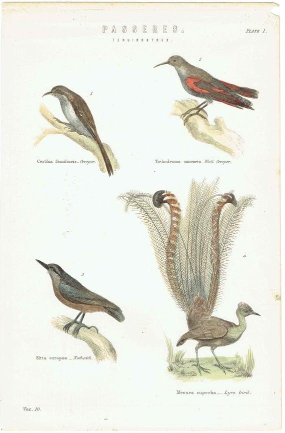 c.1860 PASSERES Tenuirostres Ornithology Print - Creeper Nuthatch Wall Creeper Lyre Bird - Hand Coloured Engraving - 9.75 x 6.5 in