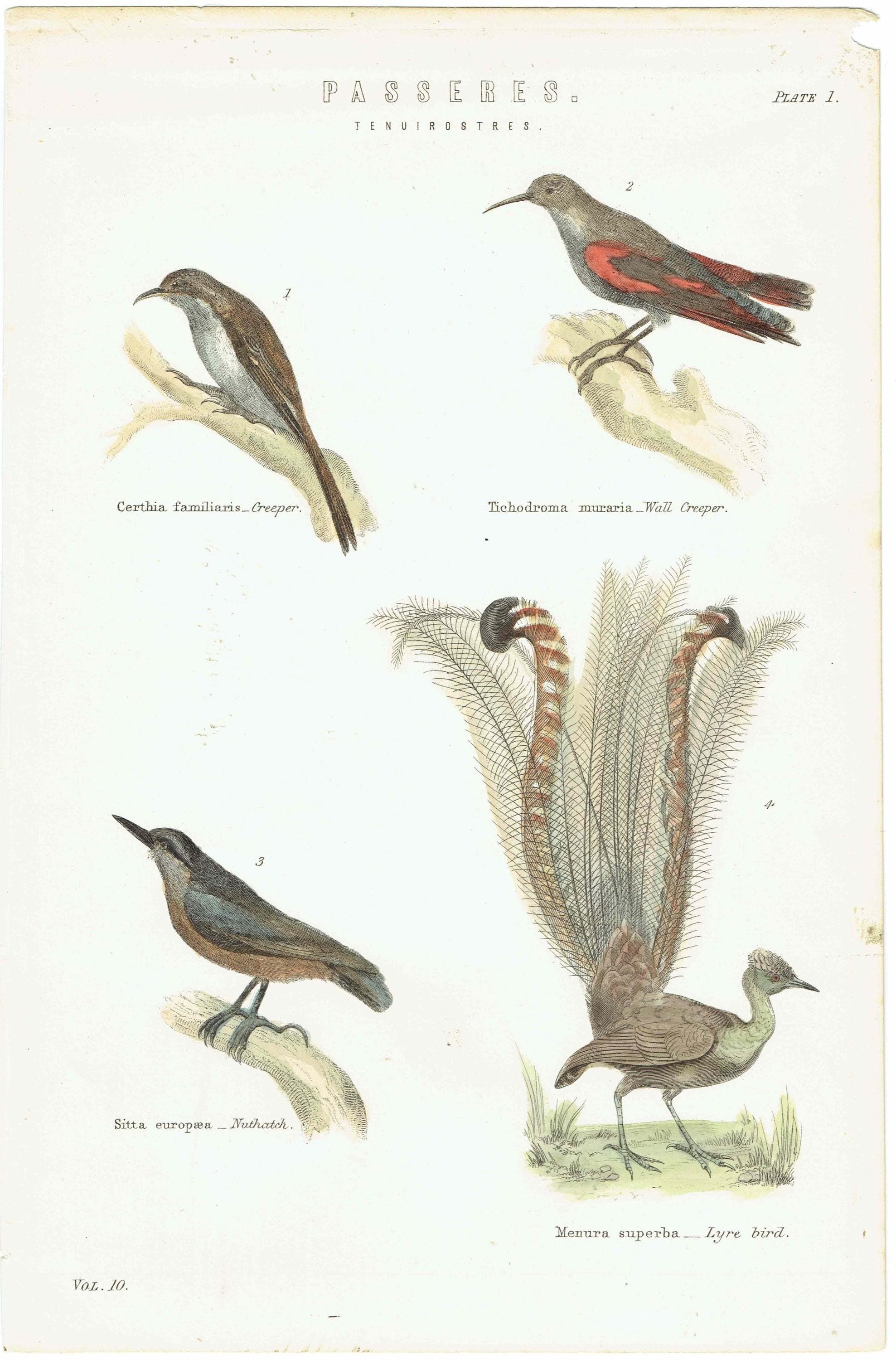 c.1860 PASSERES Tenuirostres Ornithology Print - Creeper Nuthatch Wall Creeper Lyre Bird - Hand Coloured Engraving - 9.75 x 6.5 in