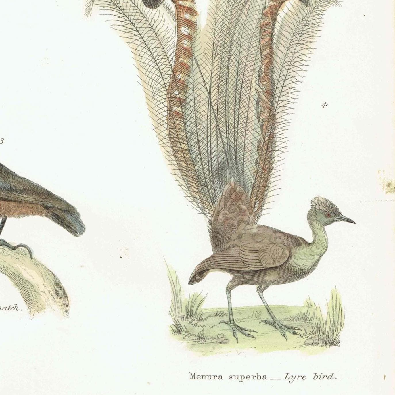 c.1860 PASSERES Tenuirostres Ornithology Print - Creeper Nuthatch Wall Creeper Lyre Bird - Hand Coloured Engraving - 9.75 x 6.5 in - Image 3