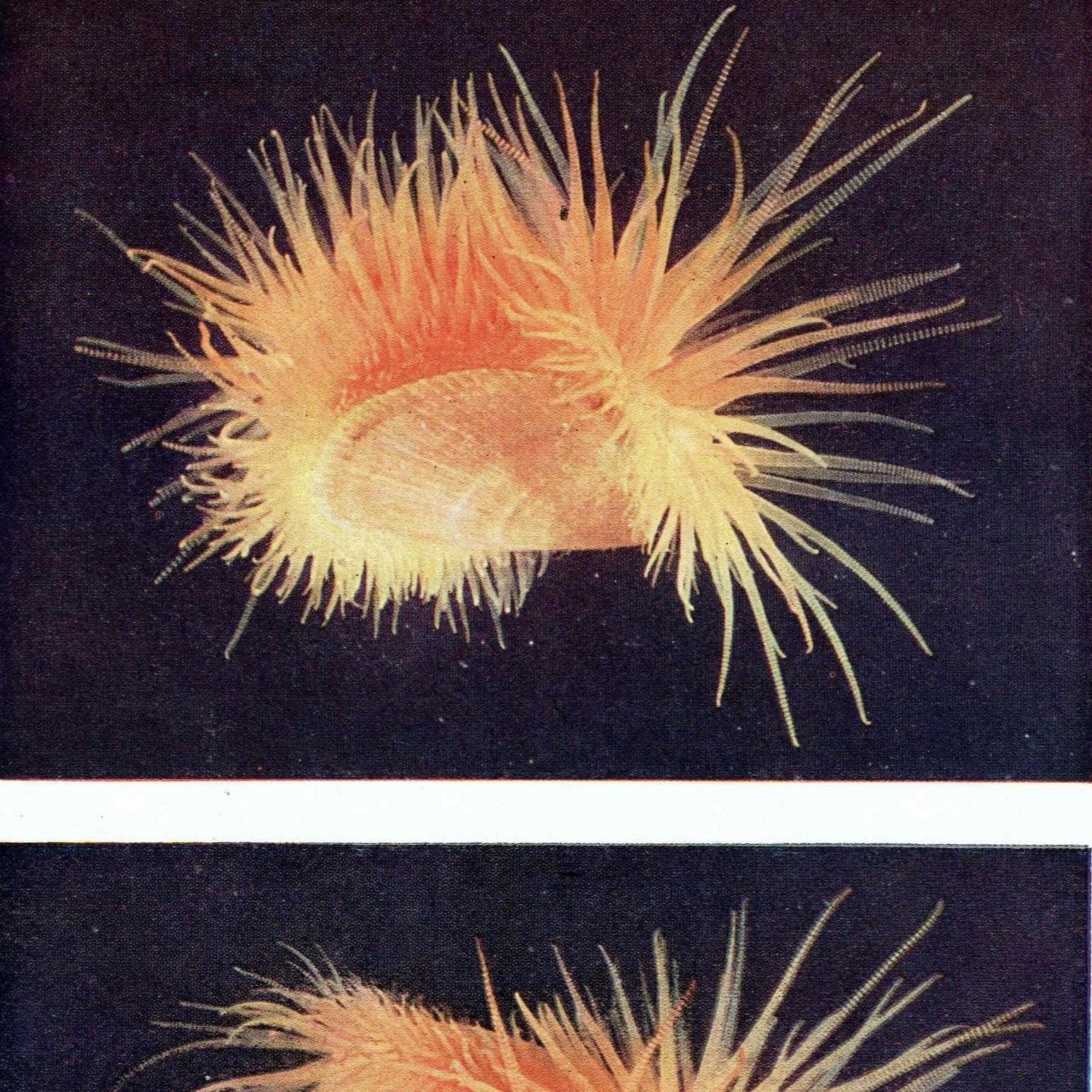 1959 The Sea Shore - Lug-worm & Terebellid Worm with Commensal Scale-worm - Marine Biology Scientific Illustration - 5 x 8.25 in