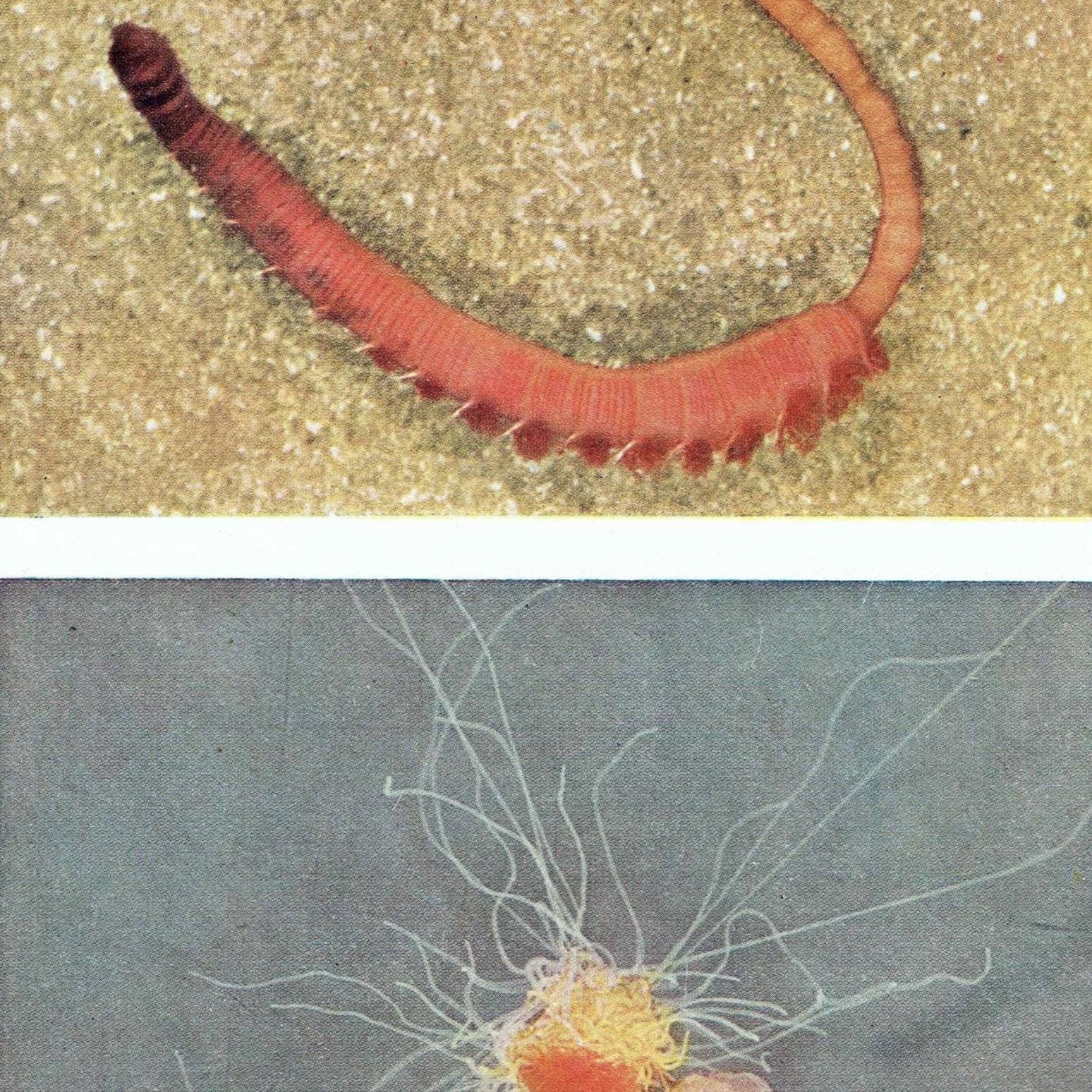 1959 The Sea Shore - Lug-worm & Terebellid Worm with Commensal Scale-worm - Marine Biology Scientific Illustration - 5 x 8.25 in - Image 2