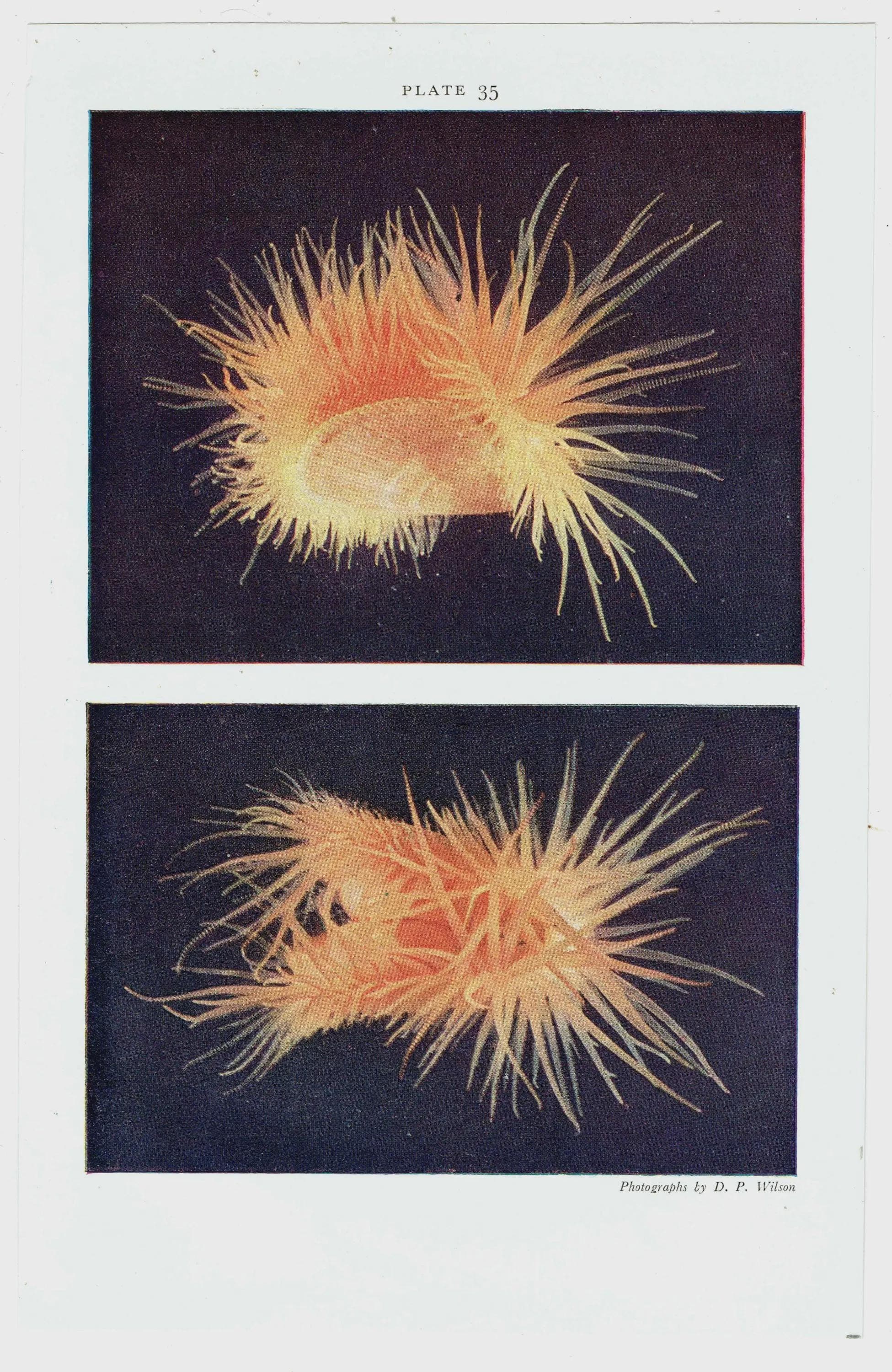 1959 The Sea Shore - Lug-worm & Terebellid Worm with Commensal Scale-worm - Marine Biology Scientific Illustration - 5 x 8.25 in - Image 3