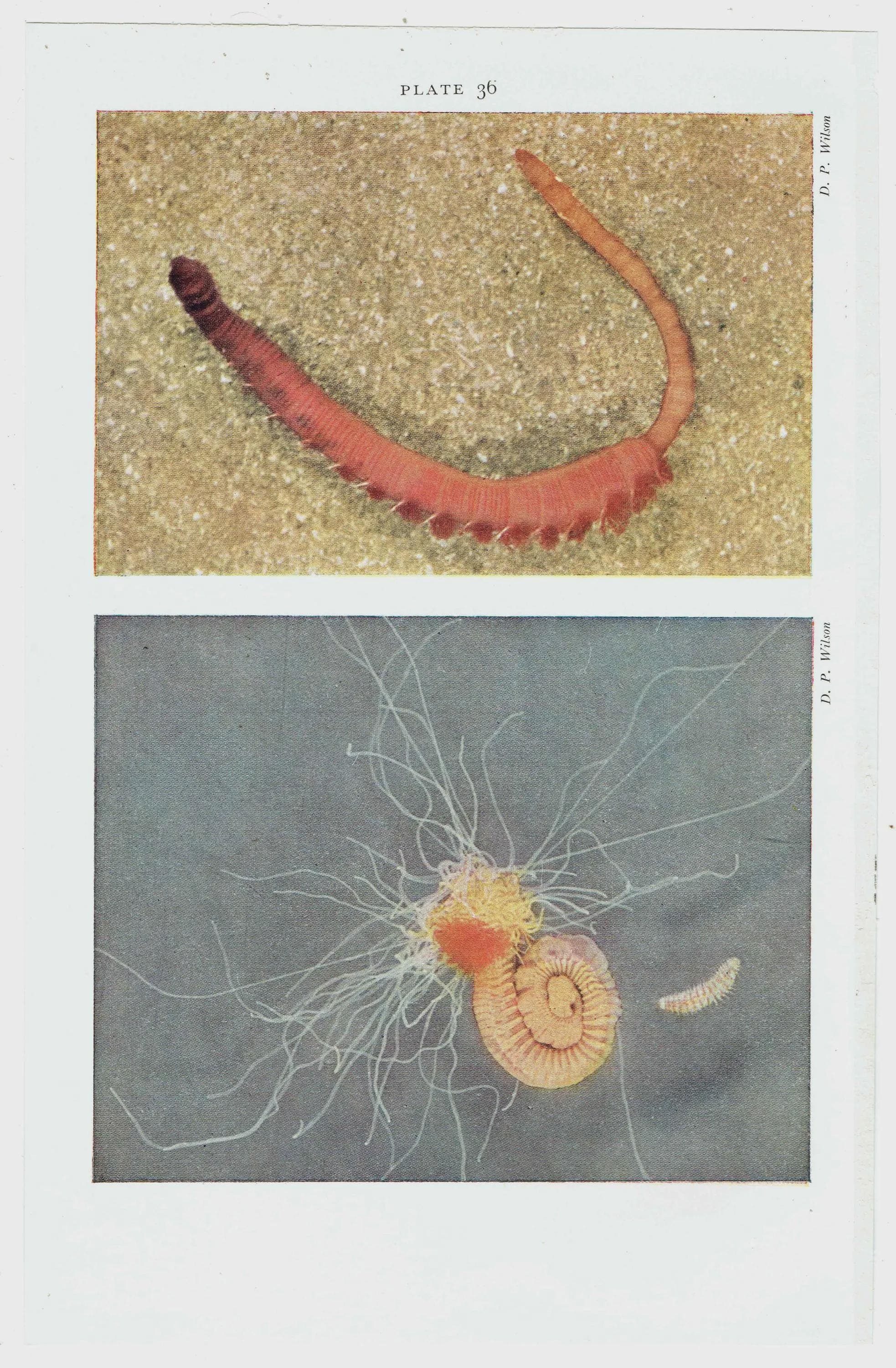 1959 The Sea Shore - Lug-worm & Terebellid Worm with Commensal Scale-worm - Marine Biology Scientific Illustration - 5 x 8.25 in - Image 4