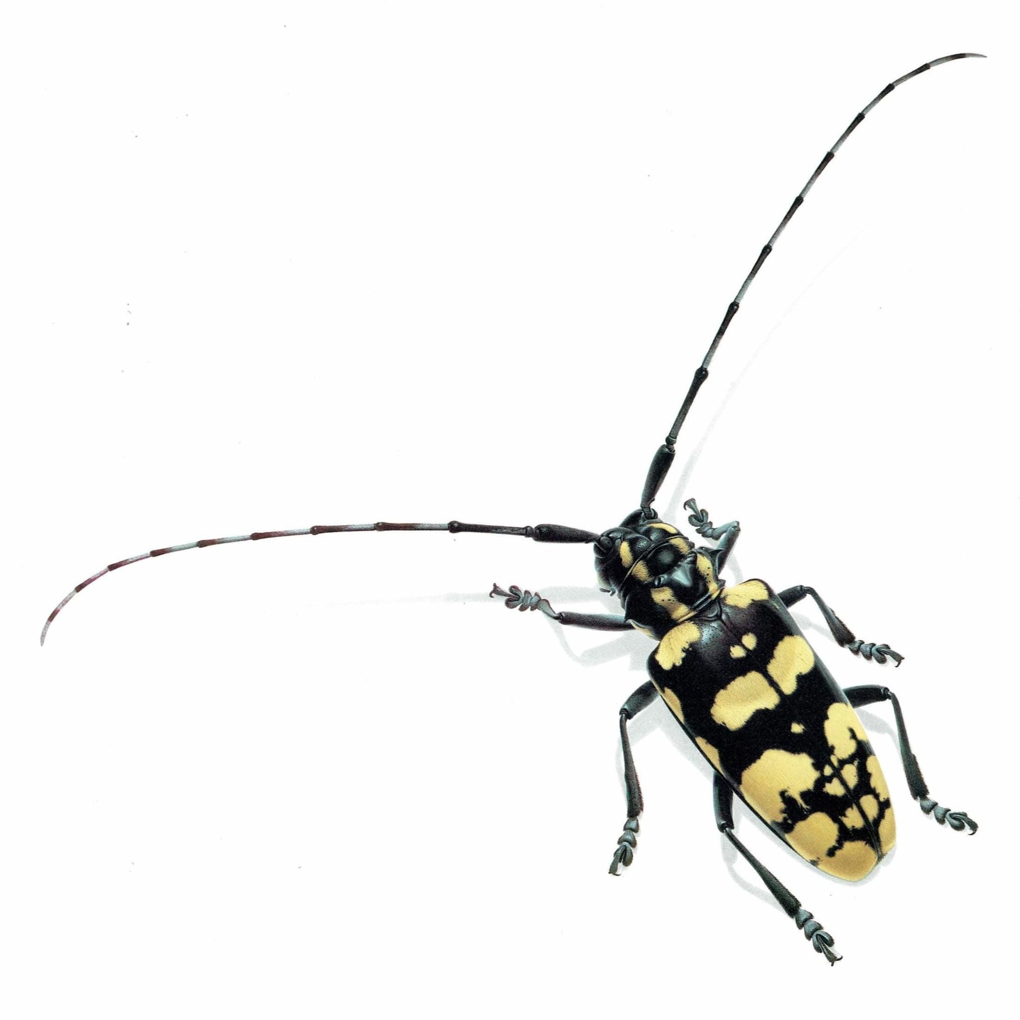 1986 Longhorn Beetle Anoplophora Horsfieldi Print - Durin Bernard Les Insectes - Hope Frederick William Entomology Science - 11 x 13 in