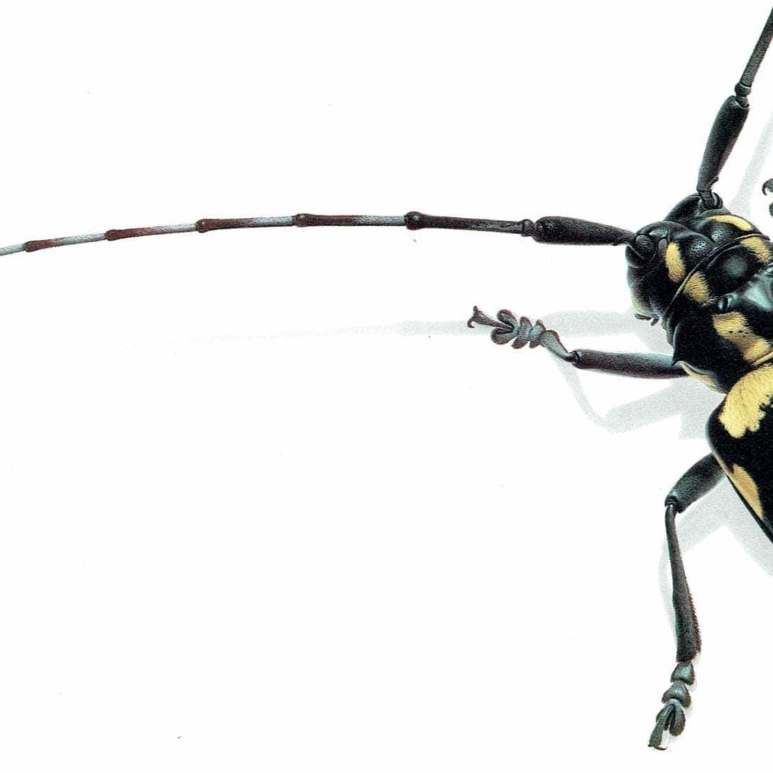 1986 Longhorn Beetle Anoplophora Horsfieldi Print - Durin Bernard Les Insectes - Hope Frederick William Entomology Science - 11 x 13 in - Image 4