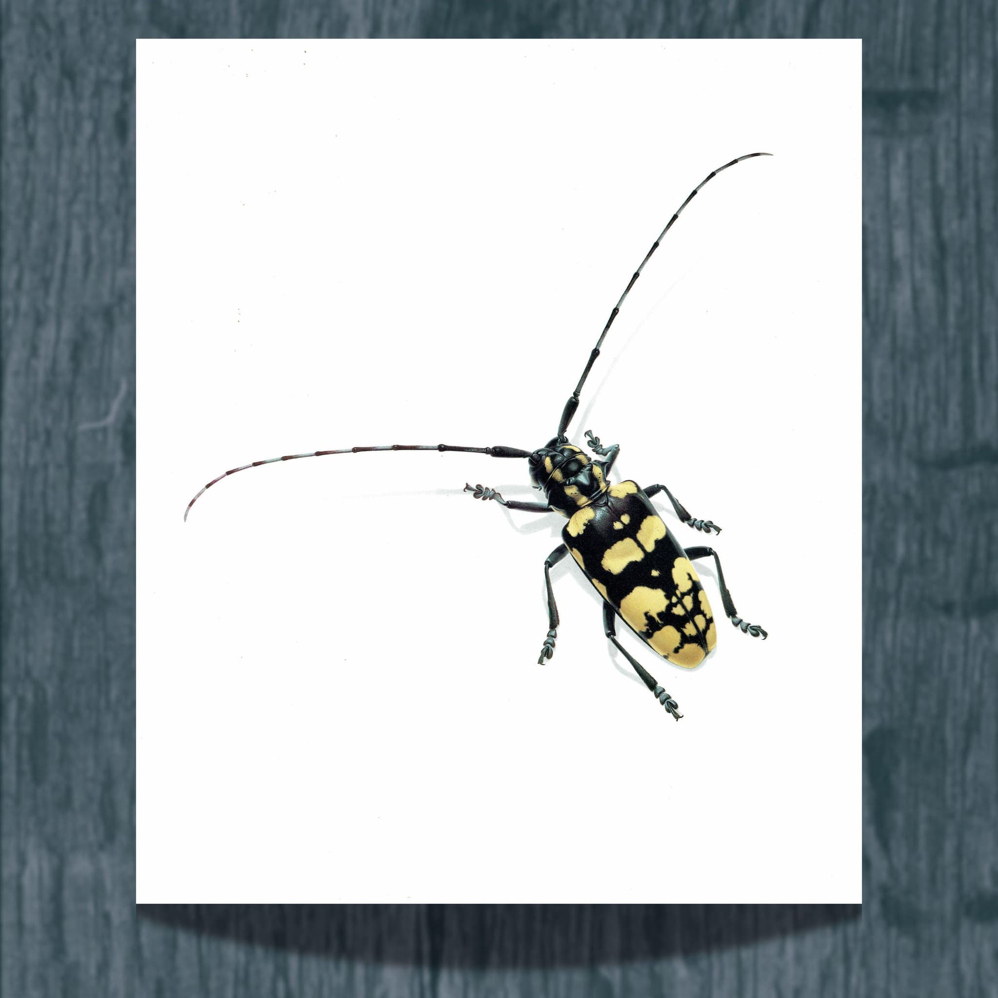 1986 Longhorn Beetle Anoplophora Horsfieldi Print - Durin Bernard Les Insectes - Hope Frederick William Entomology Science - 11 x 13 in
