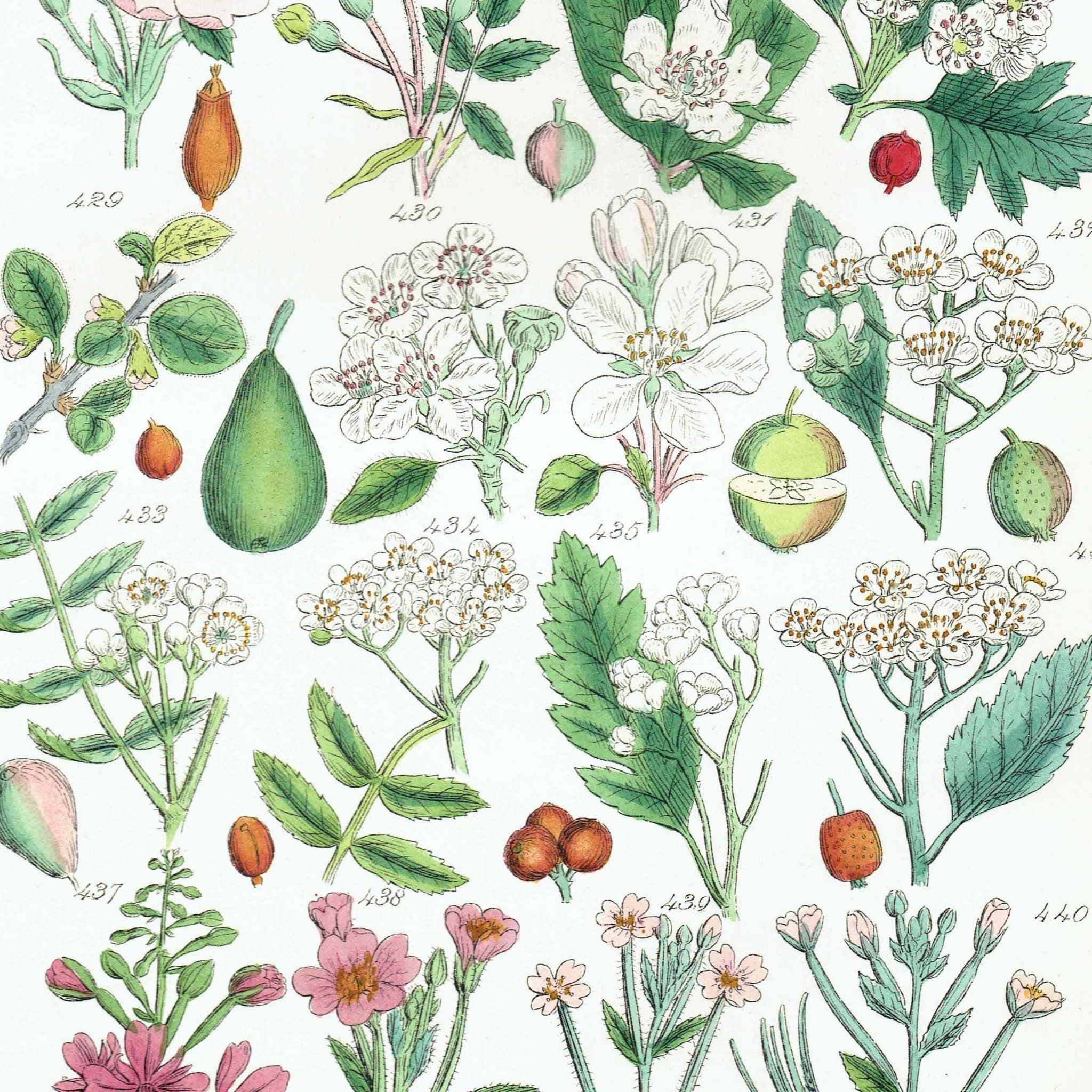 1910 Wild Apple Dog Rose Willowherb - Original Antique Print By Sowerby - British Flora Botanical Study Educational - 6.25 x 9.5 in