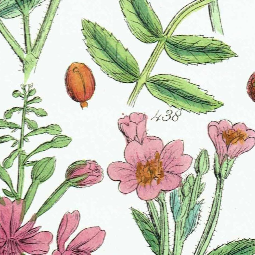 1910 Wild Apple Dog Rose Willowherb - Original Antique Print By Sowerby - British Flora Botanical Study Educational - 6.25 x 9.5 in - Image 4