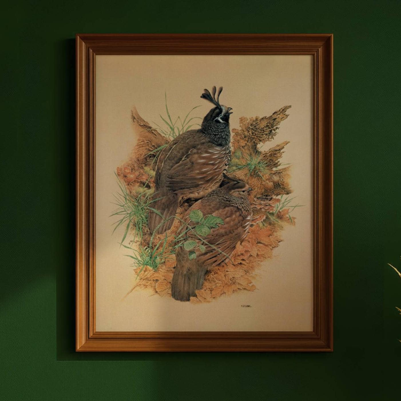 1981 California Quail Pair Original Vintage Print - Maurice Pledger Bird Art - Game Birds Book Illustration - 11.5 x 16.5 in