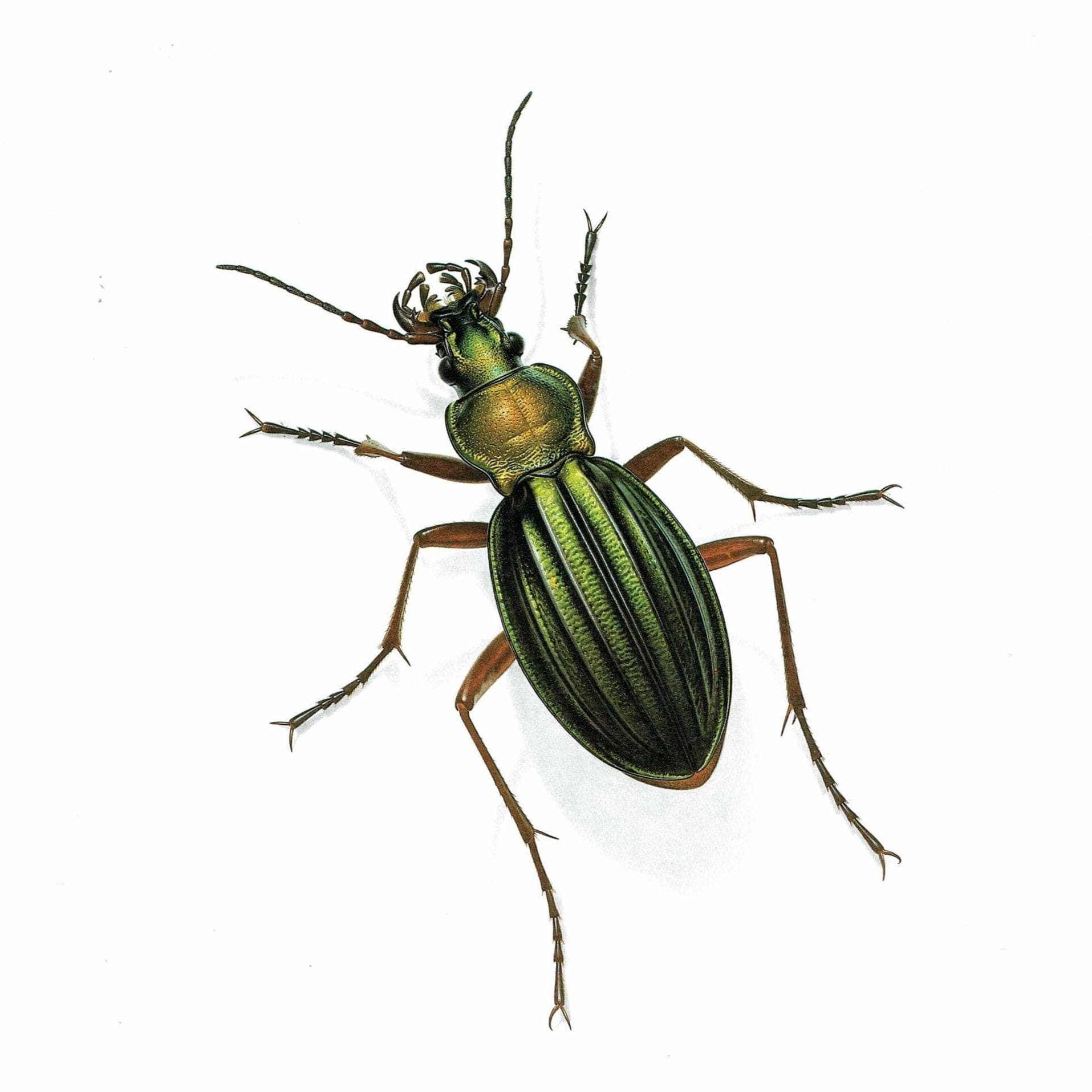 1986 Golden Ground Beetle Carabus Auronitens Print - Durin Bernard Les Insectes Scientific Illustration - Fabricius Entomology - 11 x 13 in