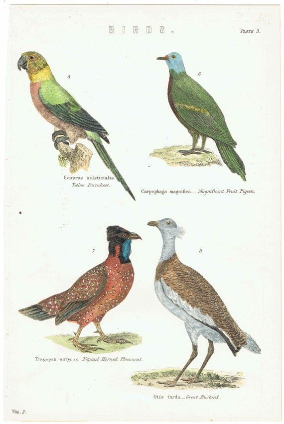 c.1890 Yellow Parrakeet Bird Print -  Magnificent Fruit Pigeon Horned Pheasant Great Bustard - Hand Coloured Ornithology Art - 9.5 x 6.5 in