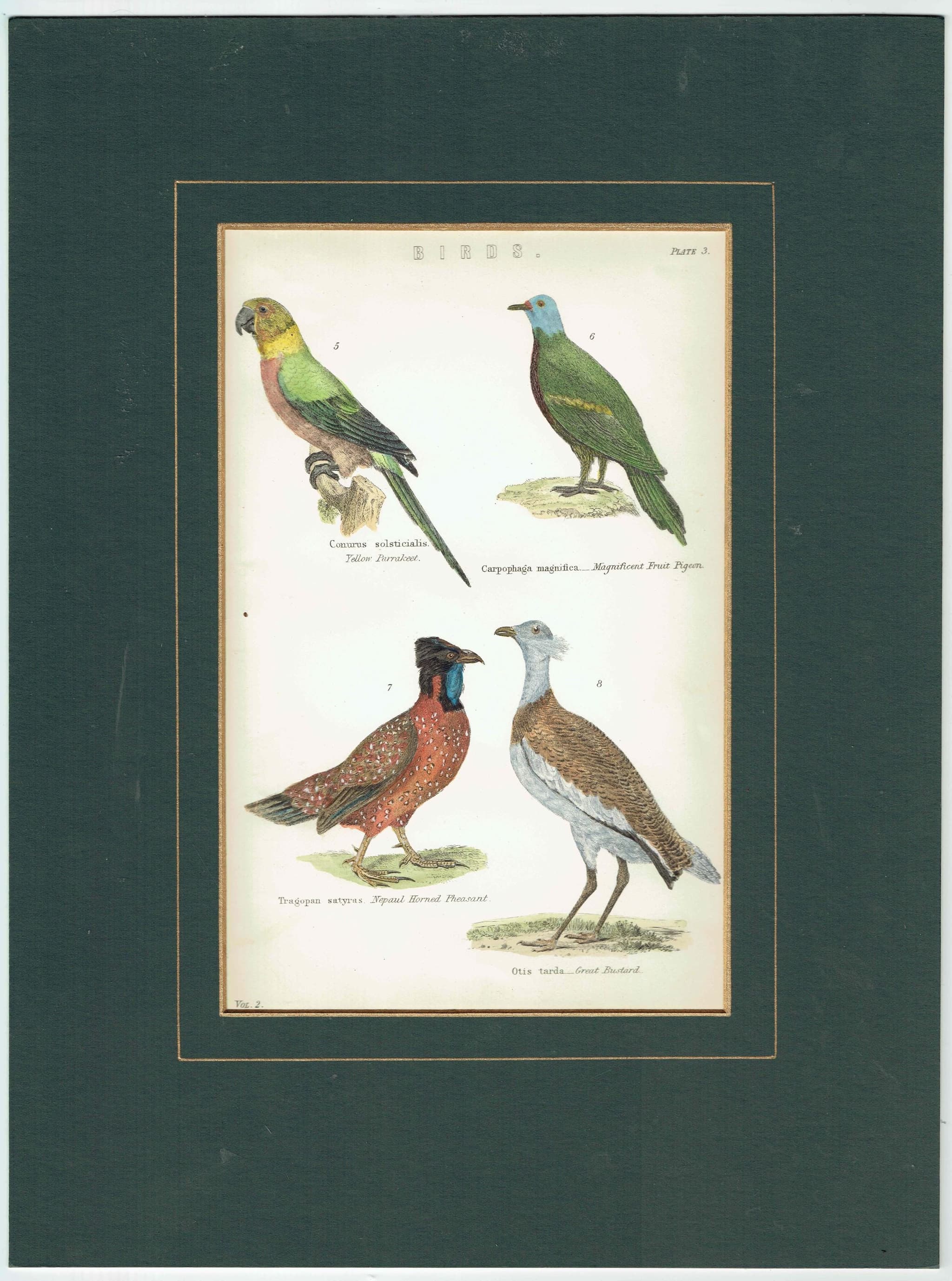 c.1890 Yellow Parrakeet Bird Print -  Magnificent Fruit Pigeon Horned Pheasant Great Bustard - Hand Coloured Ornithology Art - 9.5 x 6.5 in - Image 2