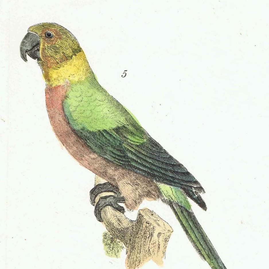 c.1890 Yellow Parrakeet Bird Print -  Magnificent Fruit Pigeon Horned Pheasant Great Bustard - Hand Coloured Ornithology Art - 9.5 x 6.5 in - Image 4