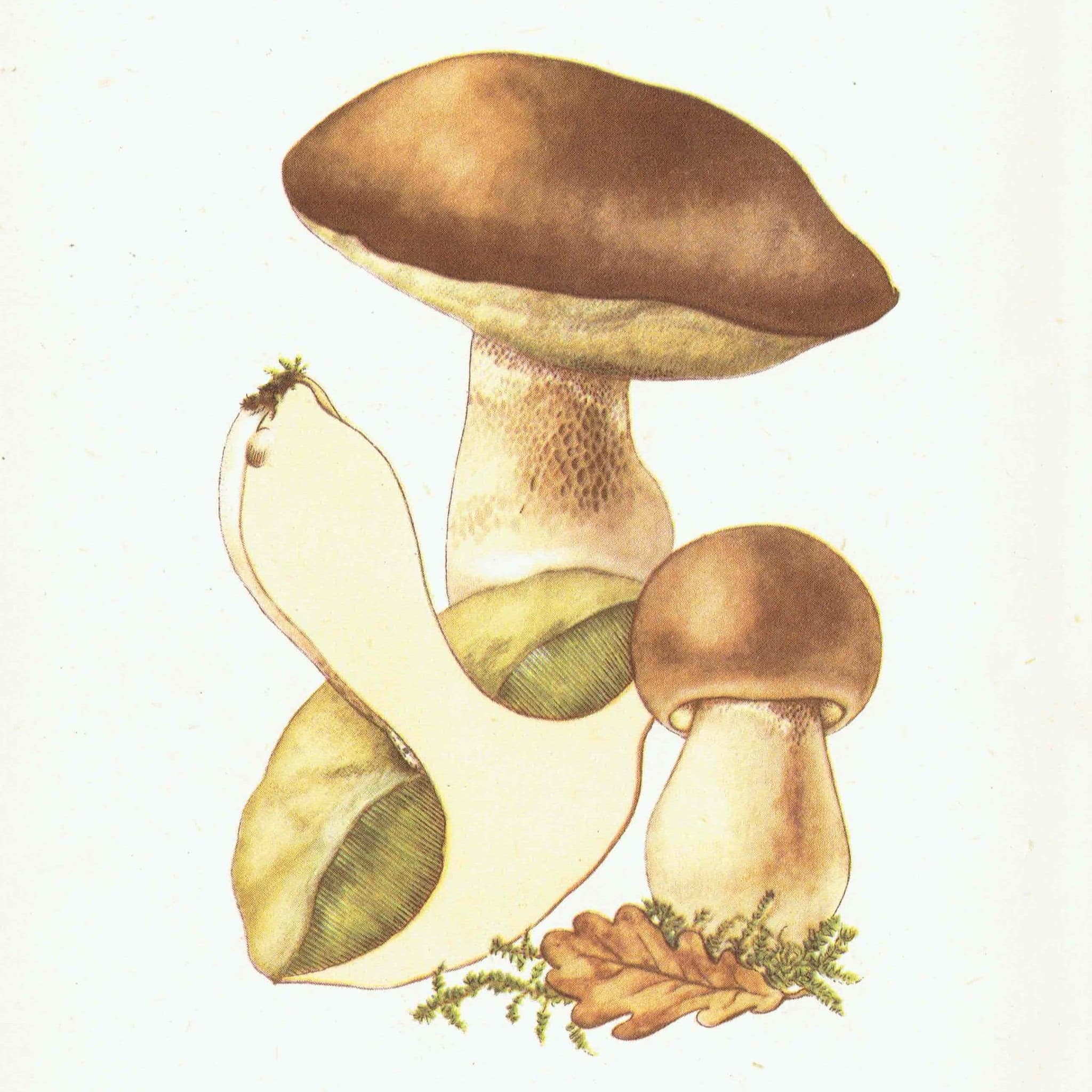 Vintage 1943 Mushroom Print – Shaggy Ink Cap & Penny Bun Botanical Illustration - Image 2
