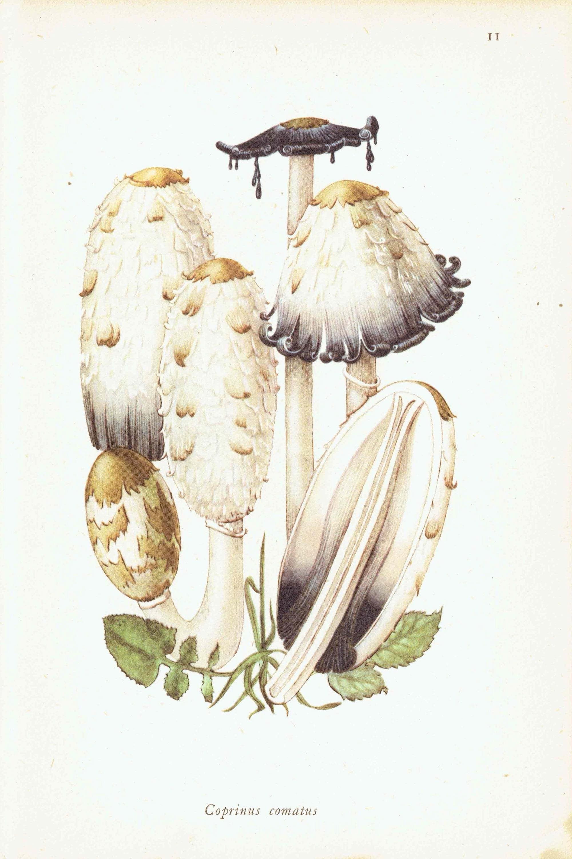 Vintage 1943 Mushroom Print – Shaggy Ink Cap & Penny Bun Botanical Illustration - Image 3