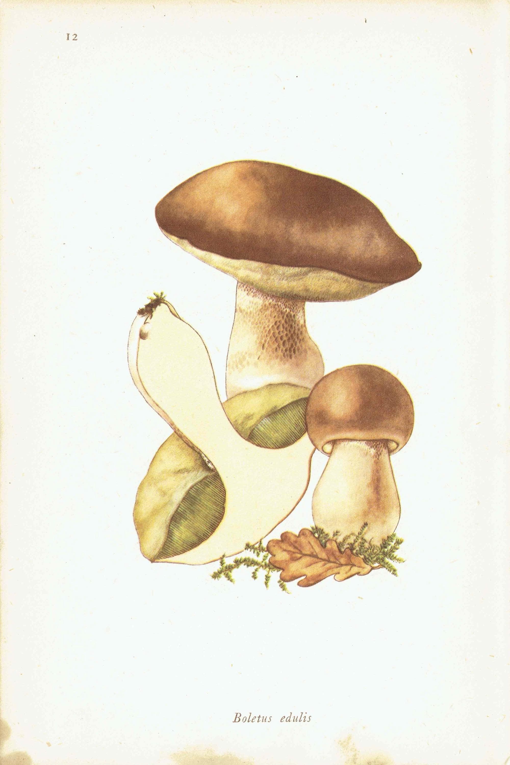 Vintage 1943 Mushroom Print – Shaggy Ink Cap & Penny Bun Botanical Illustration - Image 6