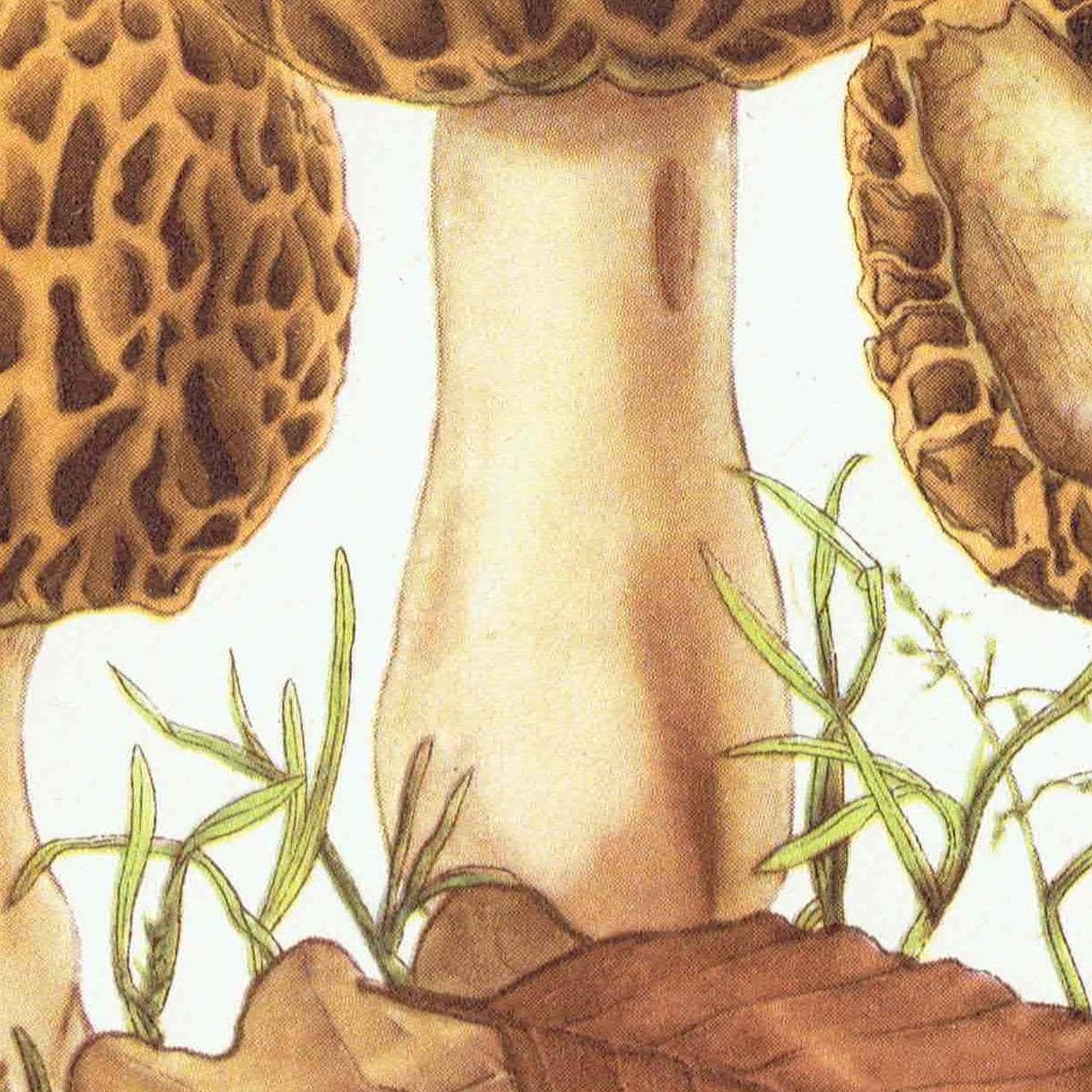 1943 Morel And Tawny Grisette Mushroom Prints - Original Vintage Print By Ellenby - Edible Fungi Mushroom Botanical Study - 4.5 x 6.5 in - Image 4
