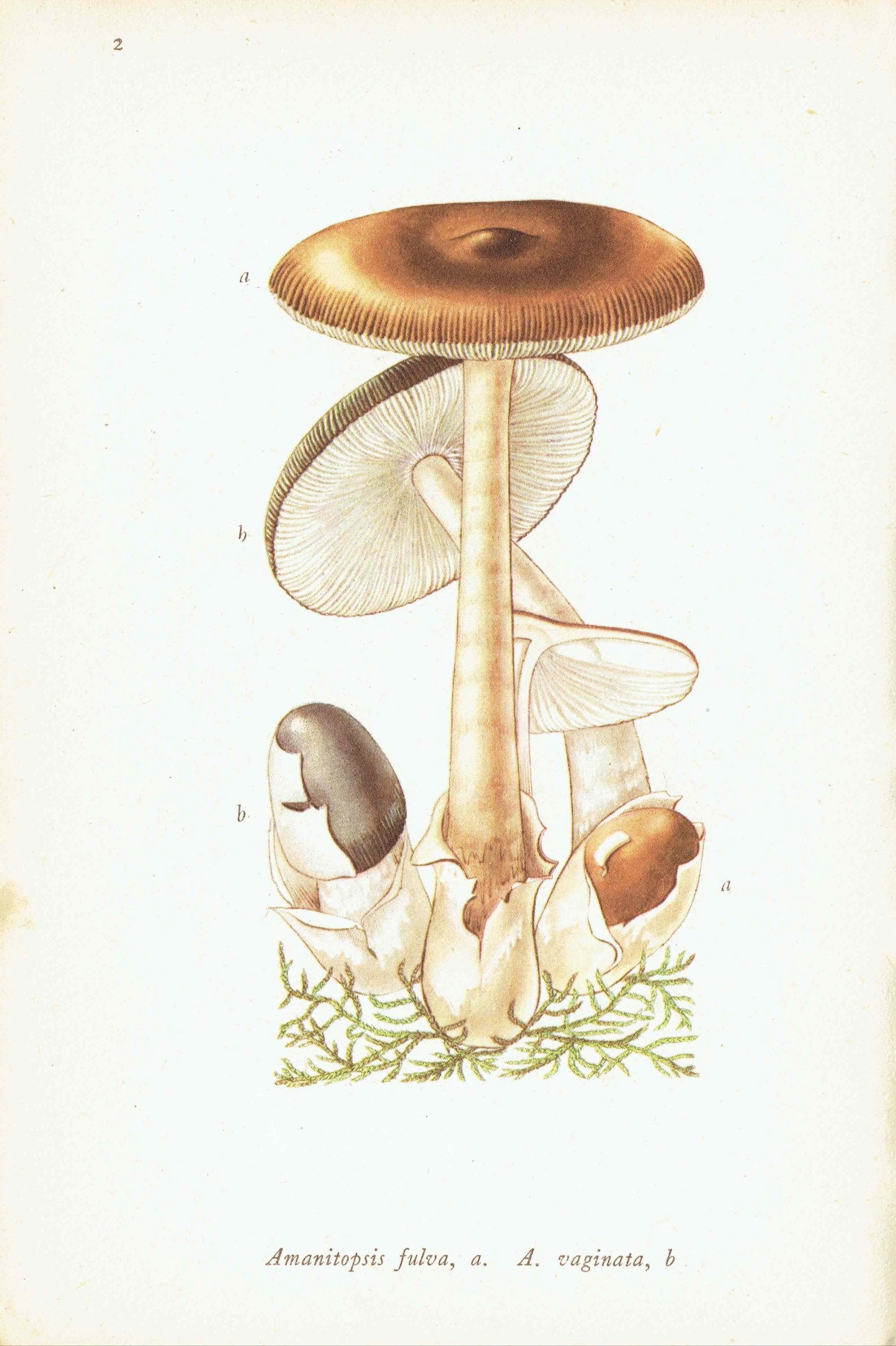 1943 Morel And Tawny Grisette Mushroom Prints - Original Vintage Print By Ellenby - Edible Fungi Mushroom Botanical Study - 4.5 x 6.5 in - Image 5