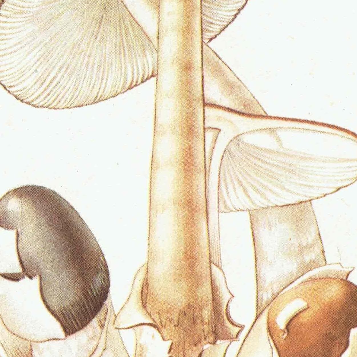 1943 Morel And Tawny Grisette Mushroom Prints - Original Vintage Print By Ellenby - Edible Fungi Mushroom Botanical Study - 4.5 x 6.5 in - Image 6