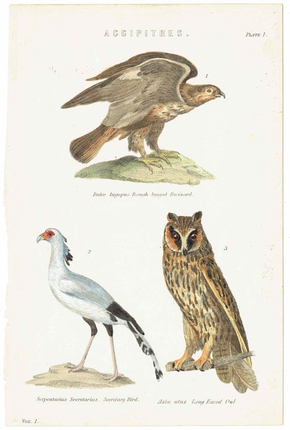 c.1883 Accipitres Birds Print - Rough-legged Buzzard Secretary Bird Long-eared Owl - Hand Coloured Ornithology Art - 9.5 x 6.25 in
