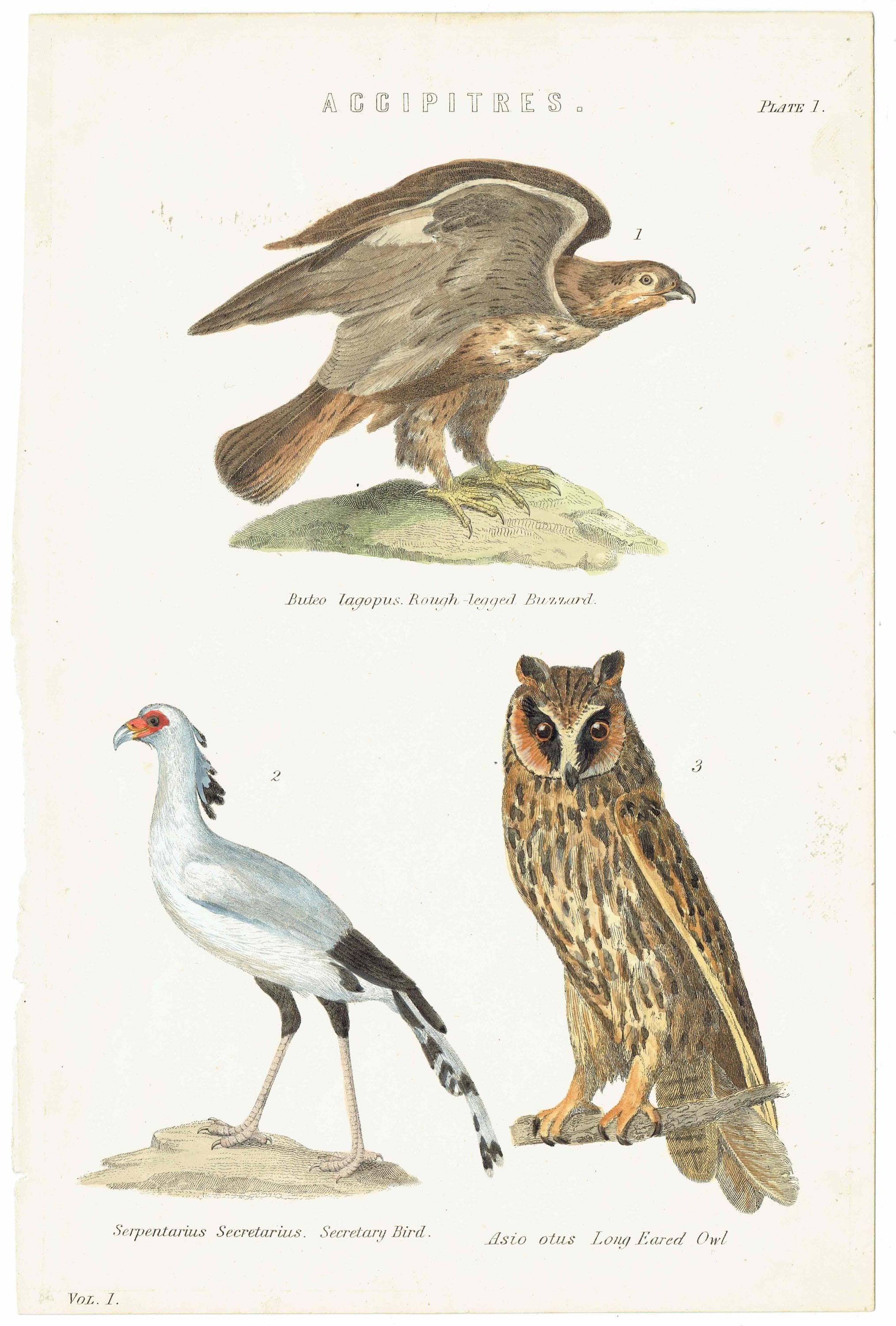 c.1883 Accipitres Birds Print - Rough-legged Buzzard Secretary Bird Long-eared Owl - Hand Coloured Ornithology Art - 9.5 x 6.25 in