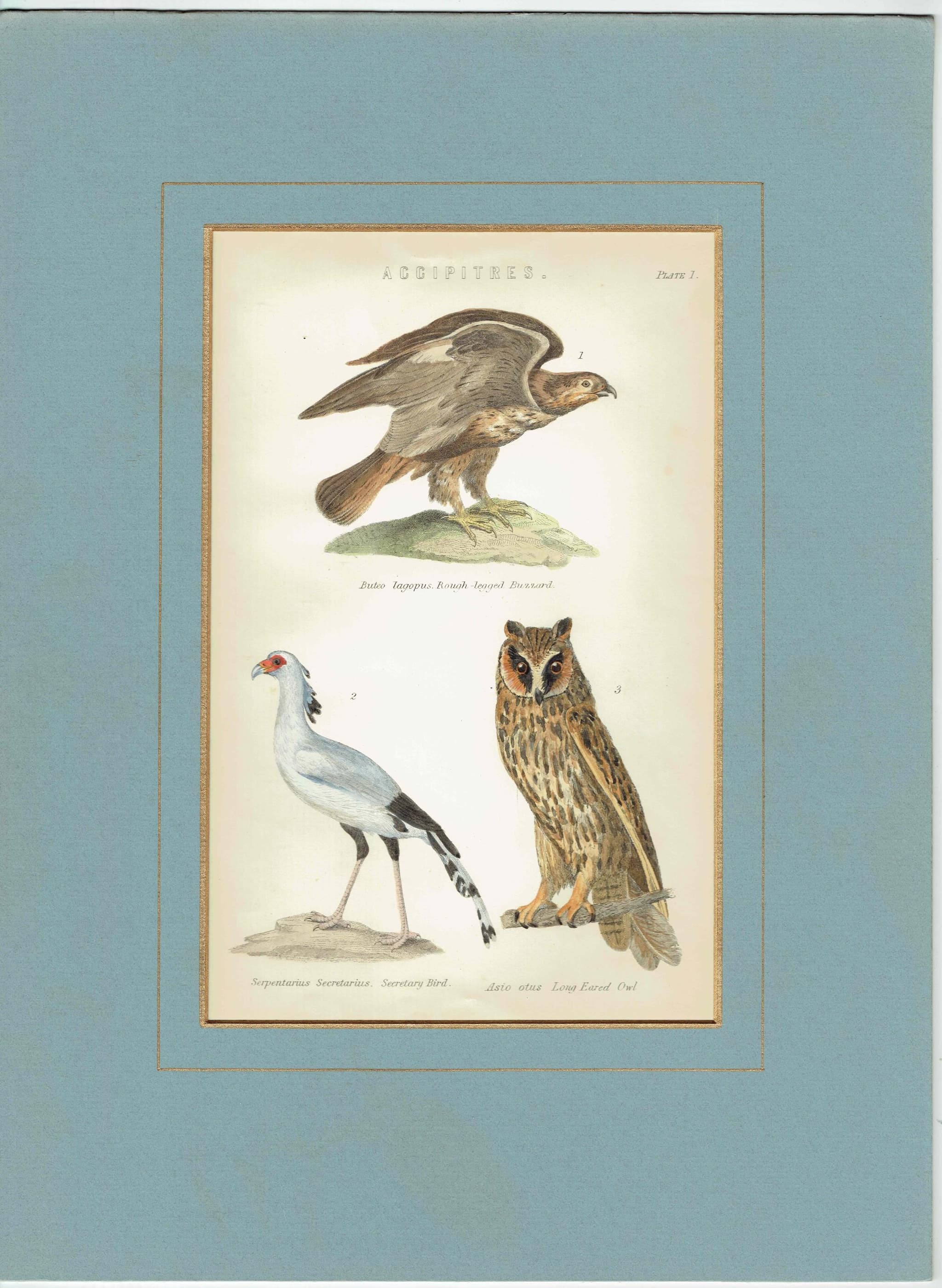 c.1883 Accipitres Birds Print - Rough-legged Buzzard Secretary Bird Long-eared Owl - Hand Coloured Ornithology Art - 9.5 x 6.25 in - Image 2